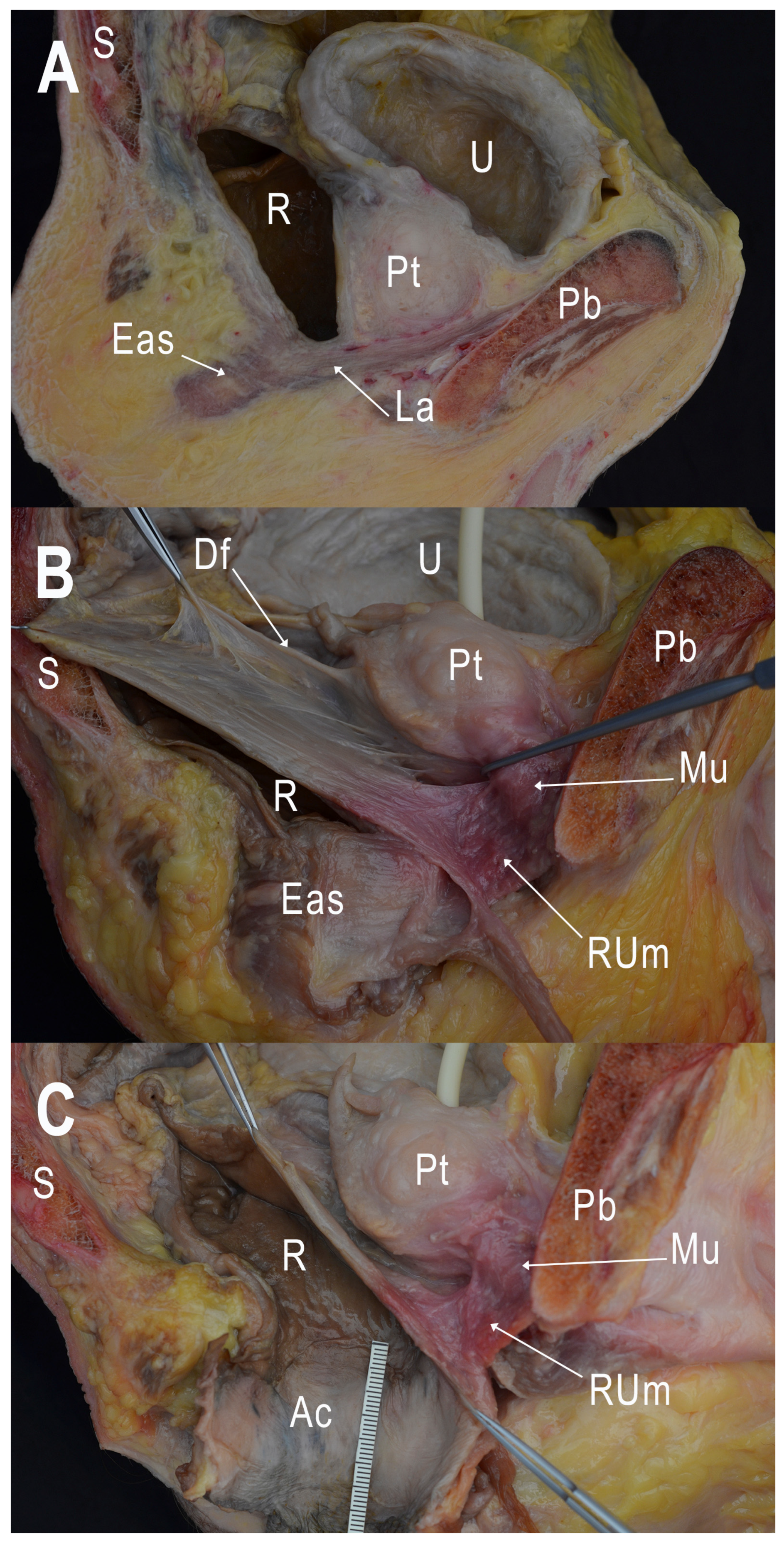 Cancers 15 04955 g005