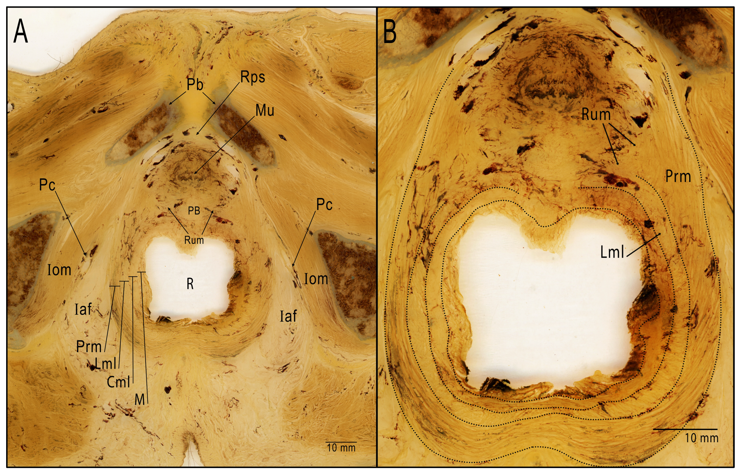 Cancers 15 04955 g006