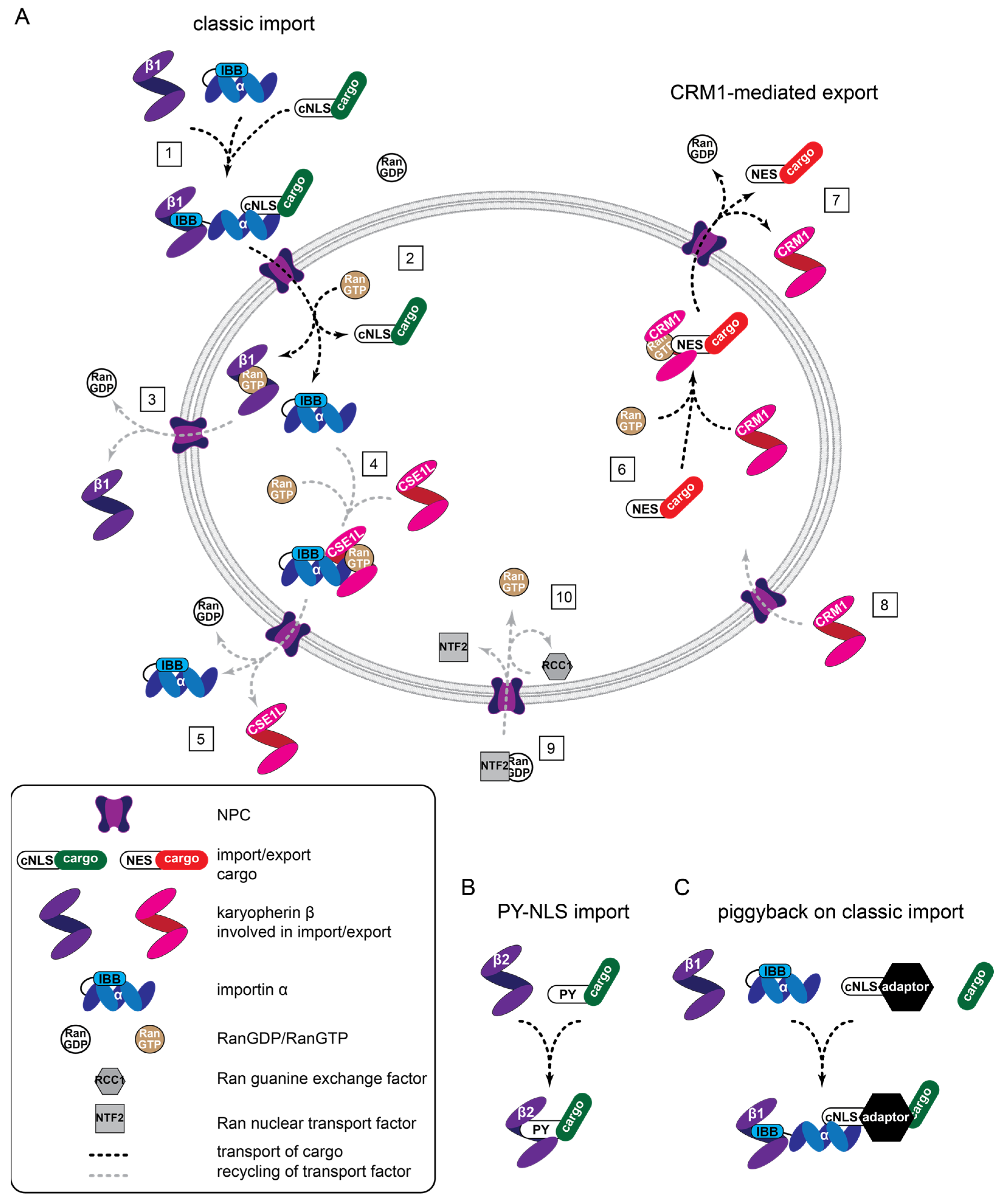 Cancers 15 04956 g002 Cancers 15 04956 g002