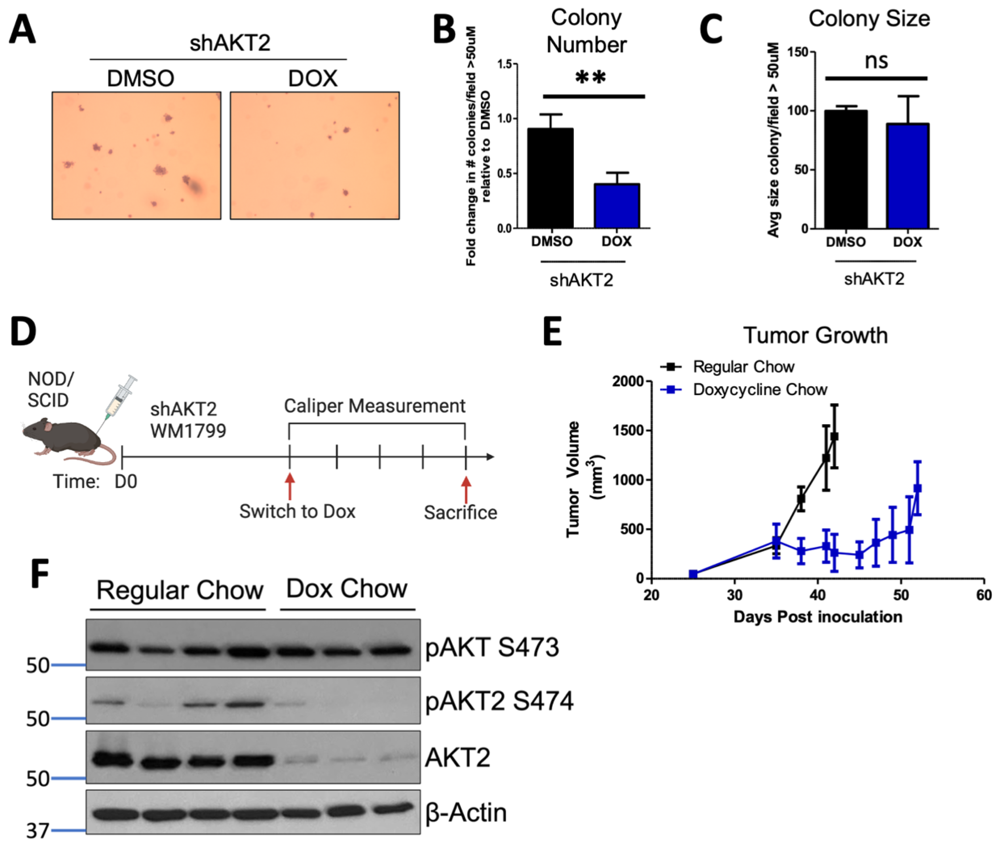 Cancers 15 04958 g002
