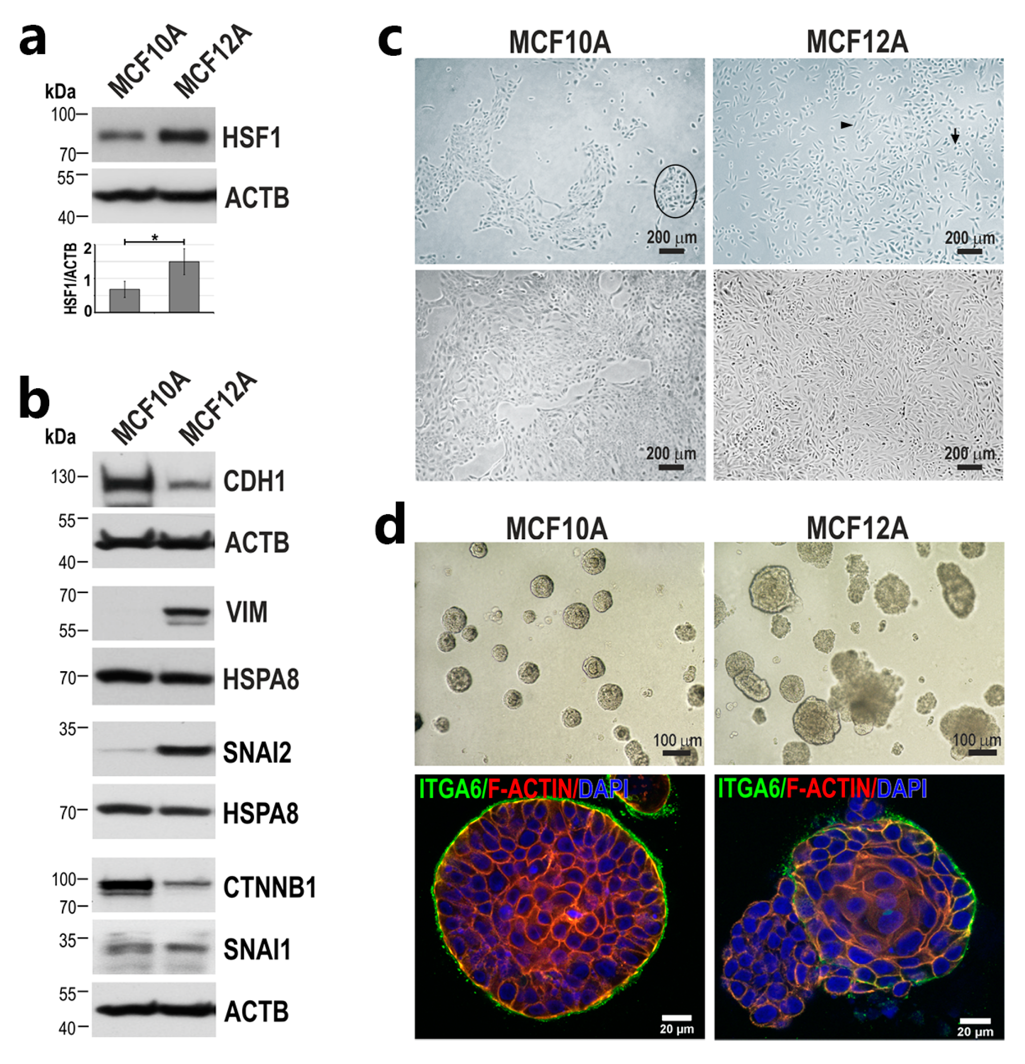 Cancers 15 04965 g001