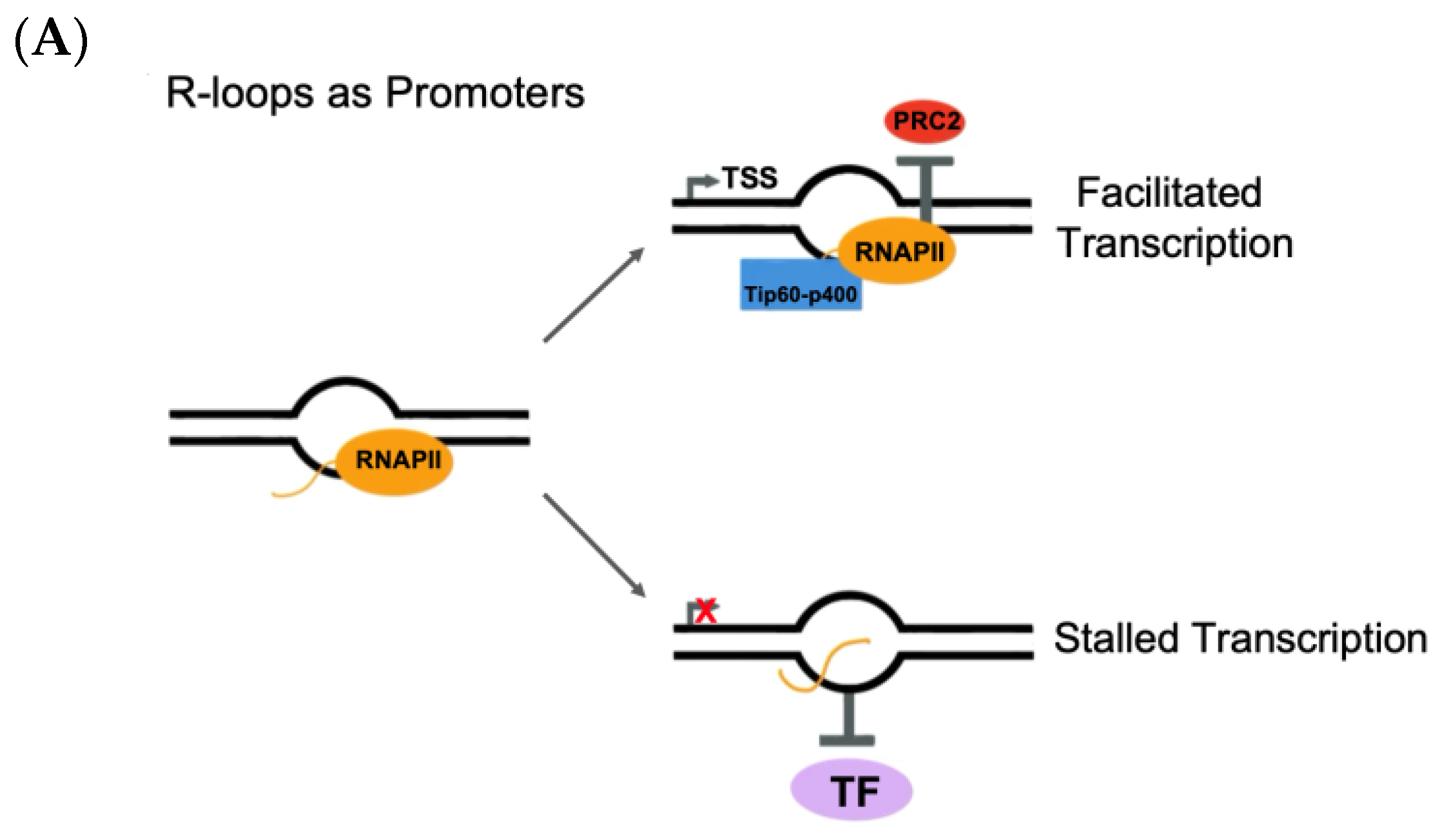 BRCA2 promotes DNA‐RNA hybrid resolution by DDX5 helicase at DNA