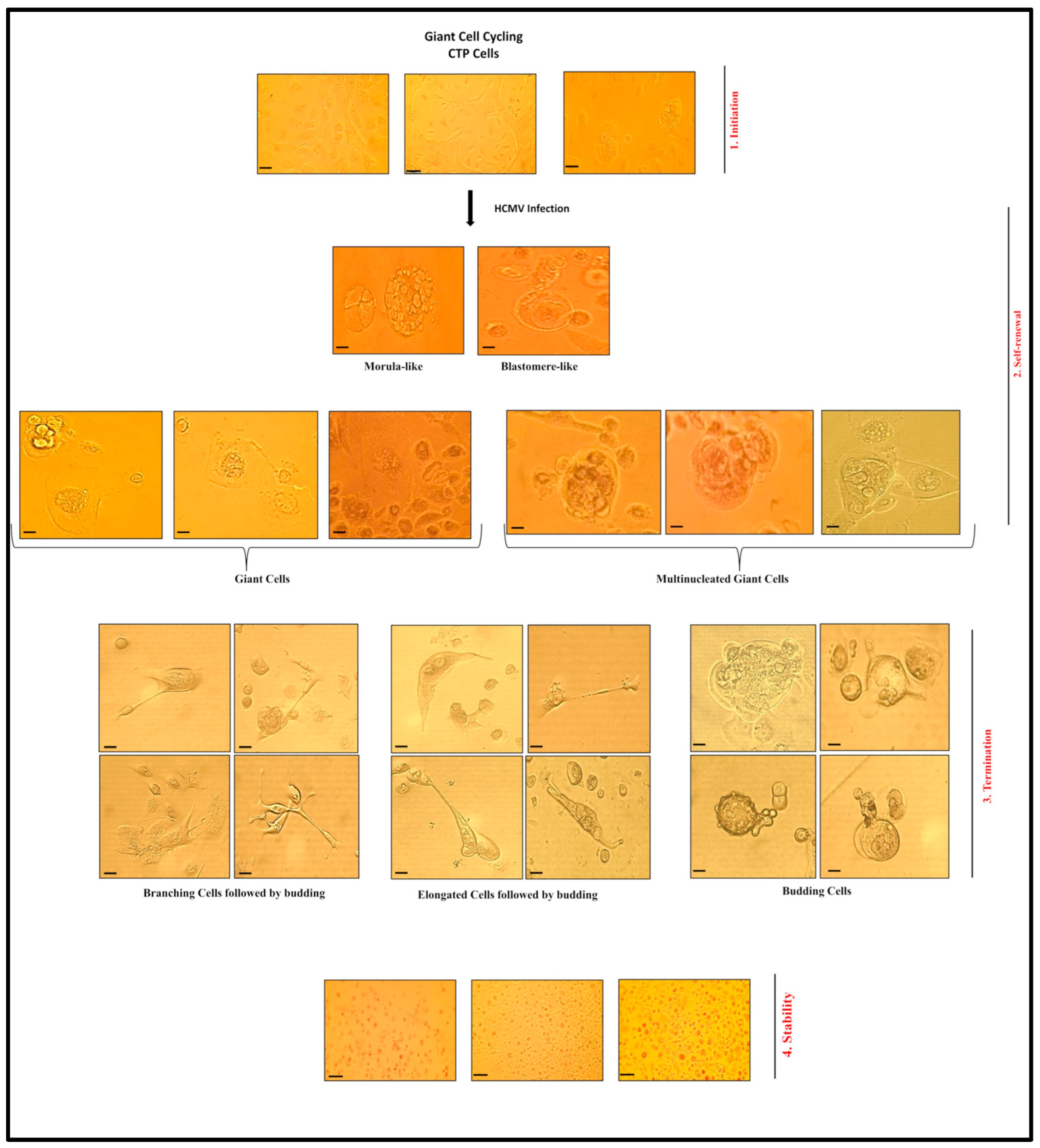 Cancers 15 04994 g008 Cancers 15 04994 g008