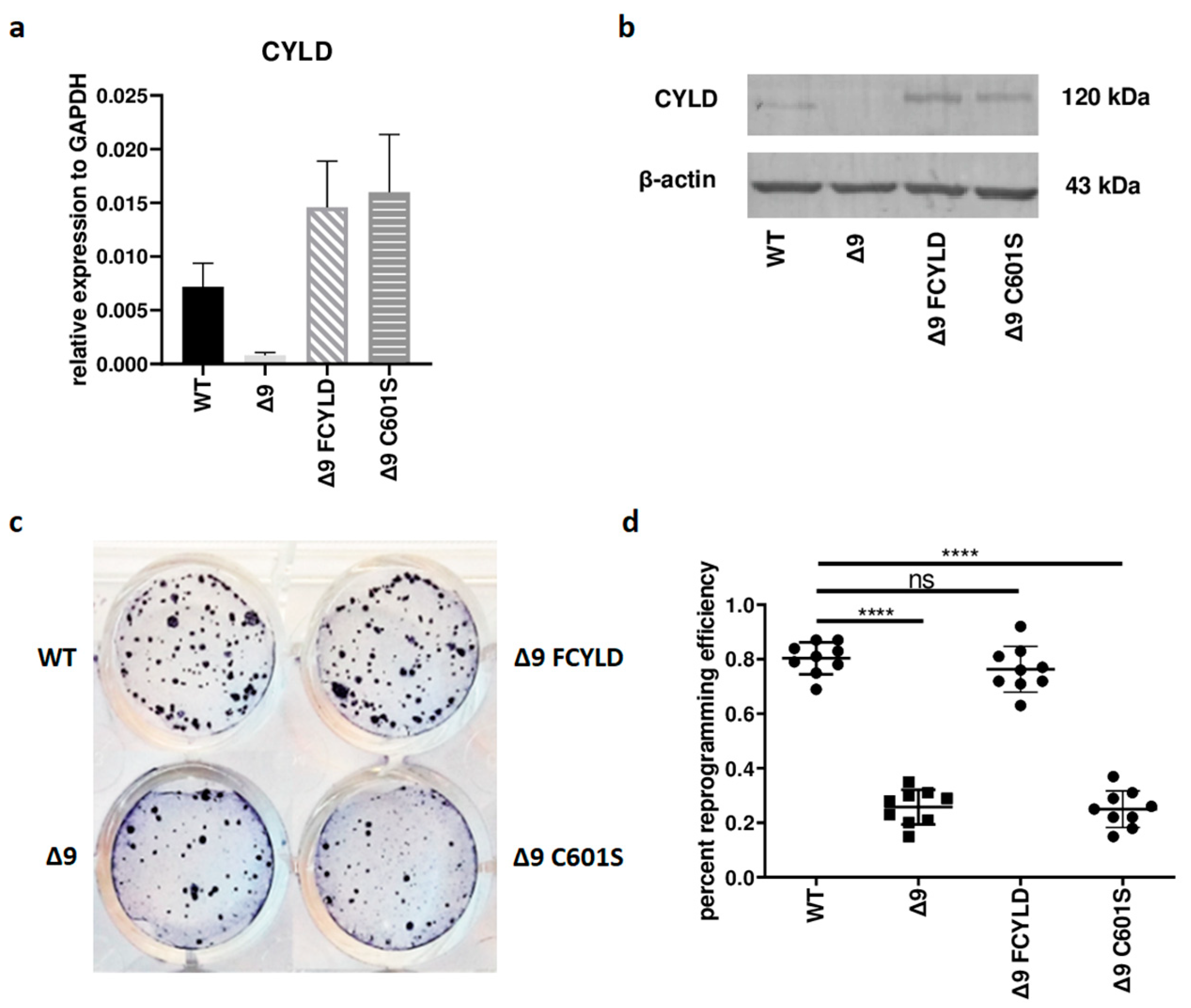 Synapse type-specific proteomic dissection identifies IgSF8 as a