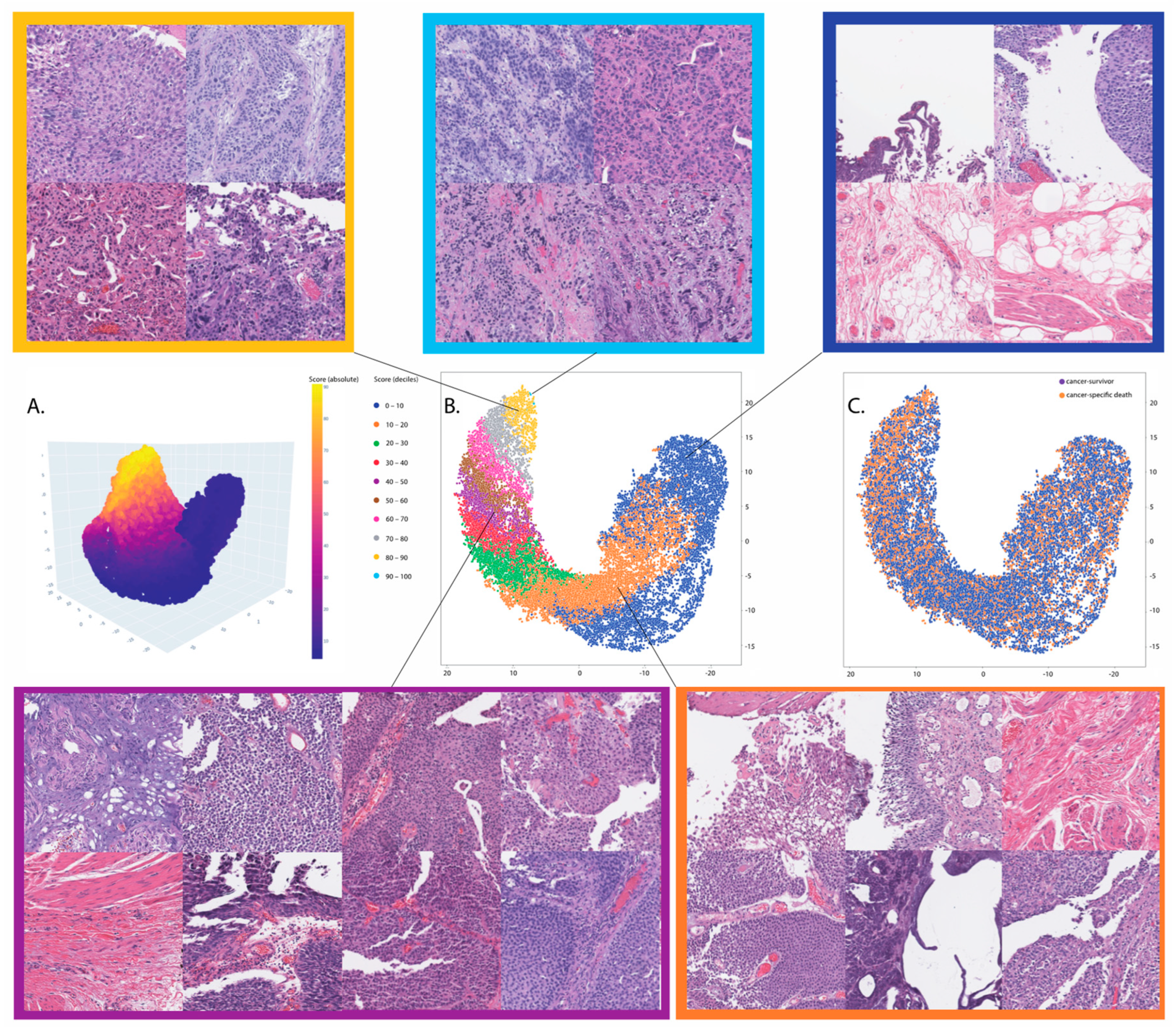 Cancers 15 04998 g003