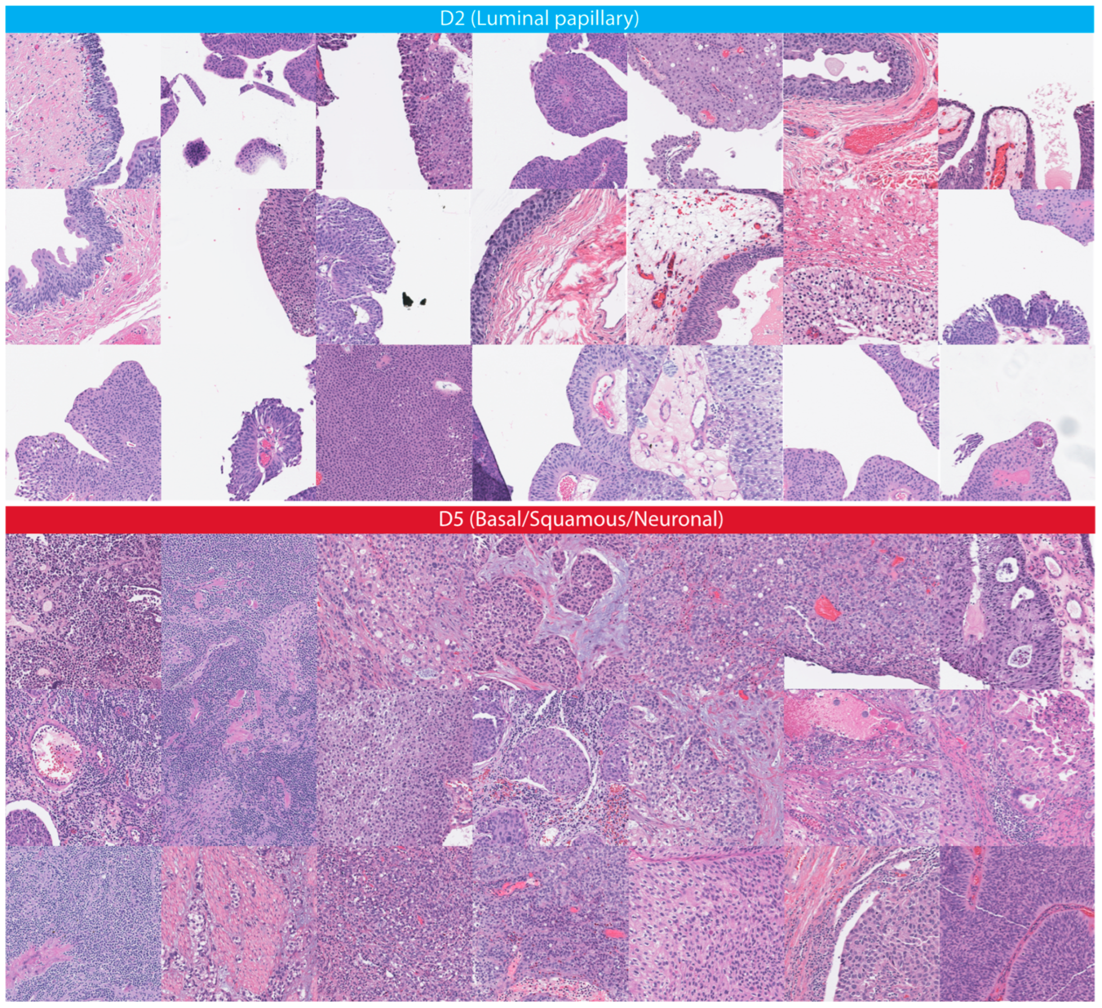 Cancers 15 04998 g006