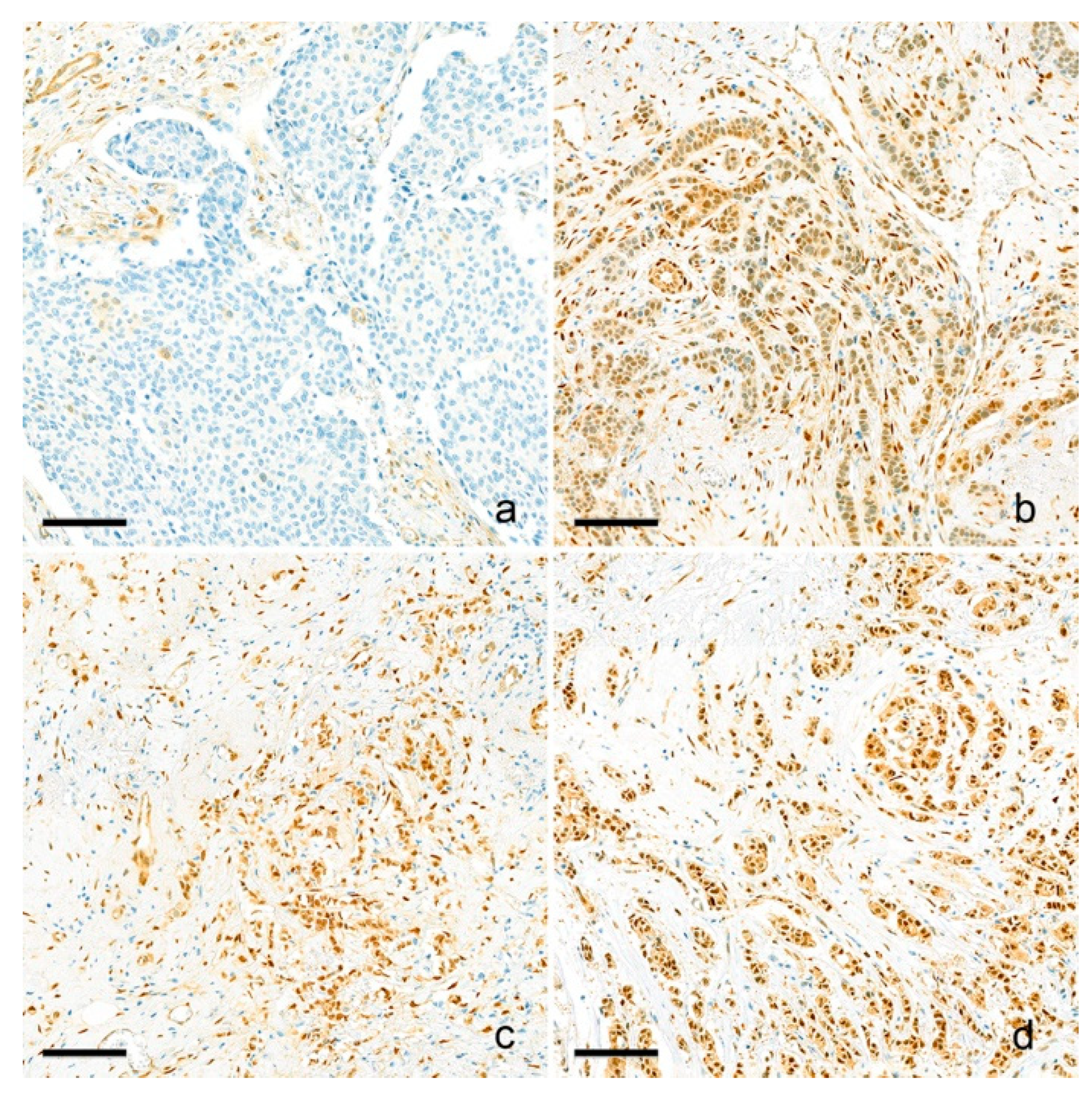 Cancers 15 05034 g001