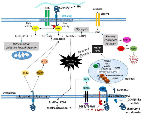 CD44 Intracellular Domain: A Long Tale of a Short Tail