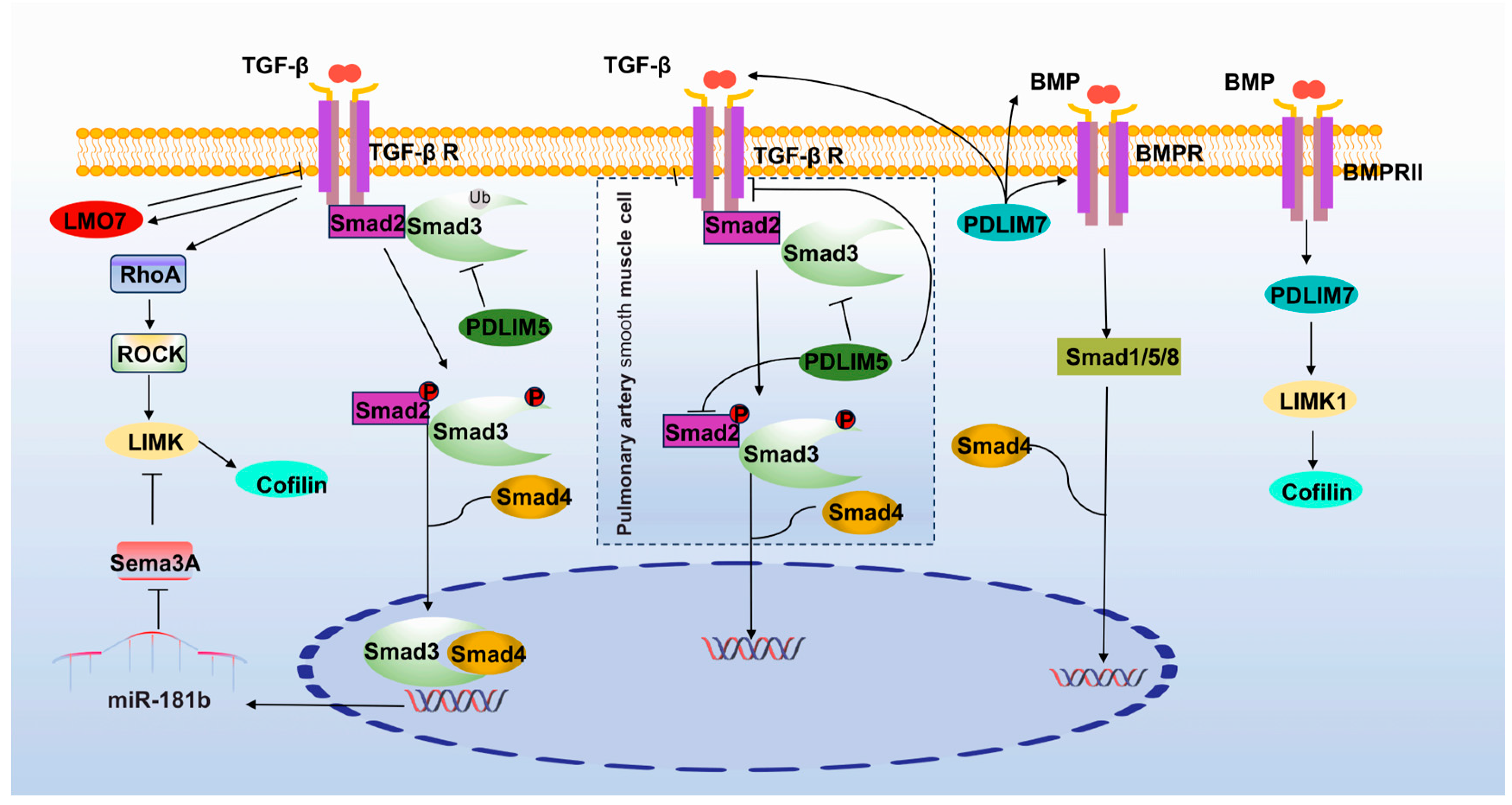 Cancers 15 05042 g005 Cancers 15 05042 g005