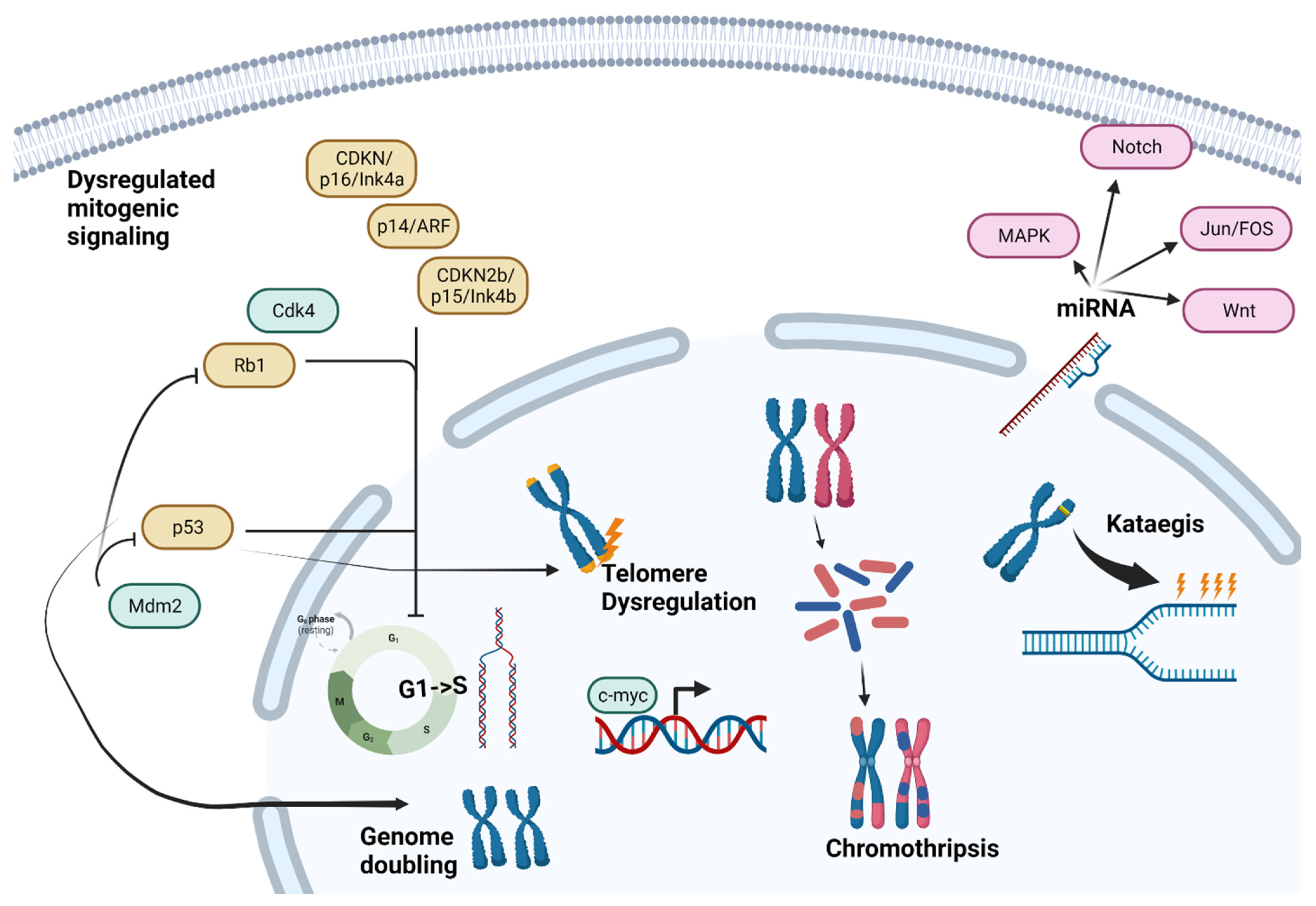 Cancers 15 05044 g001 Cancers 15 05044 g001