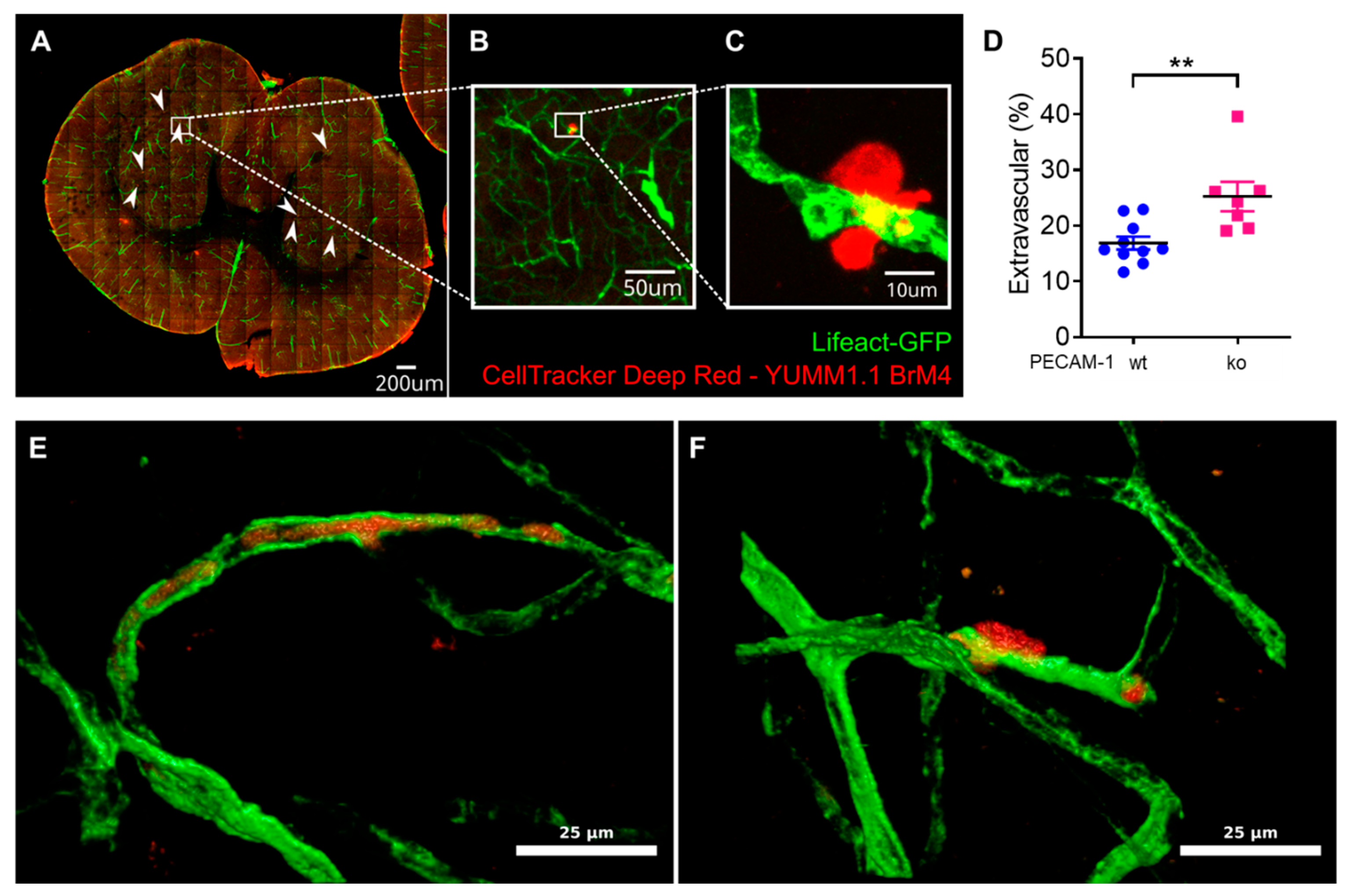 Cancers 15 05071 g008