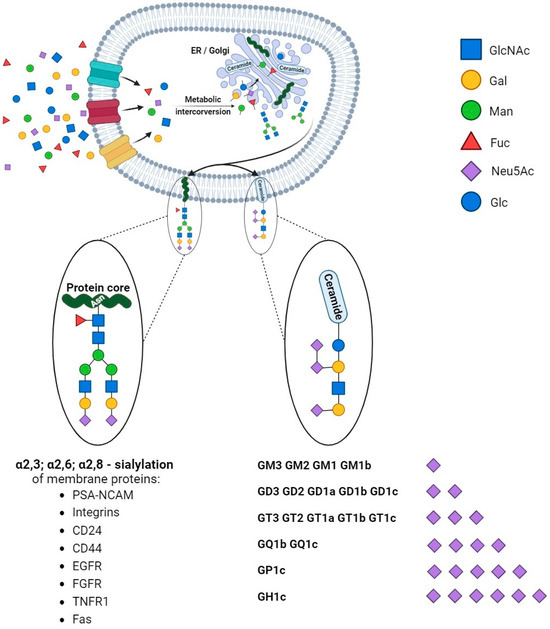 Cell Membrane Sialome: Sialic Acids as Therapeutic Targets and