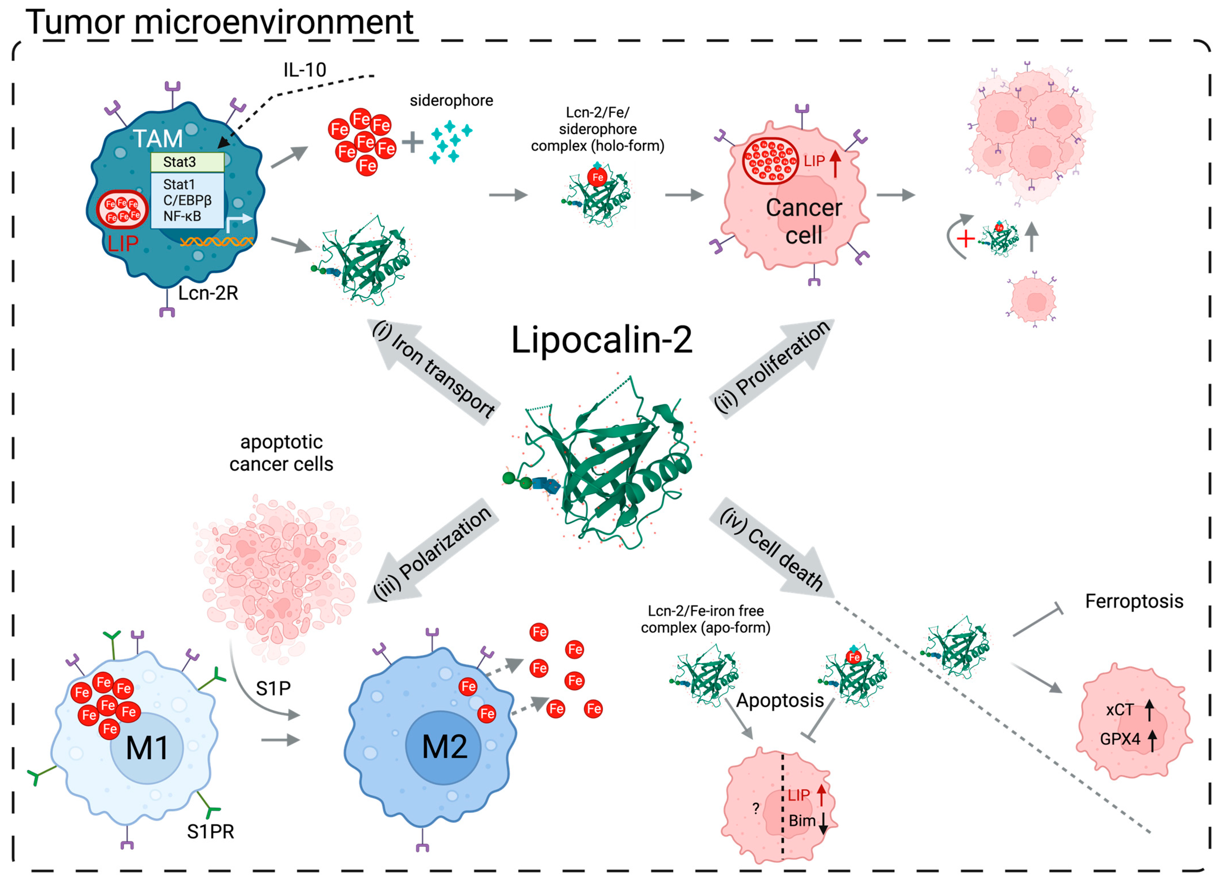 Cancers | Free Full-Text | Lipocalin-2: A Nurturer of Tumor