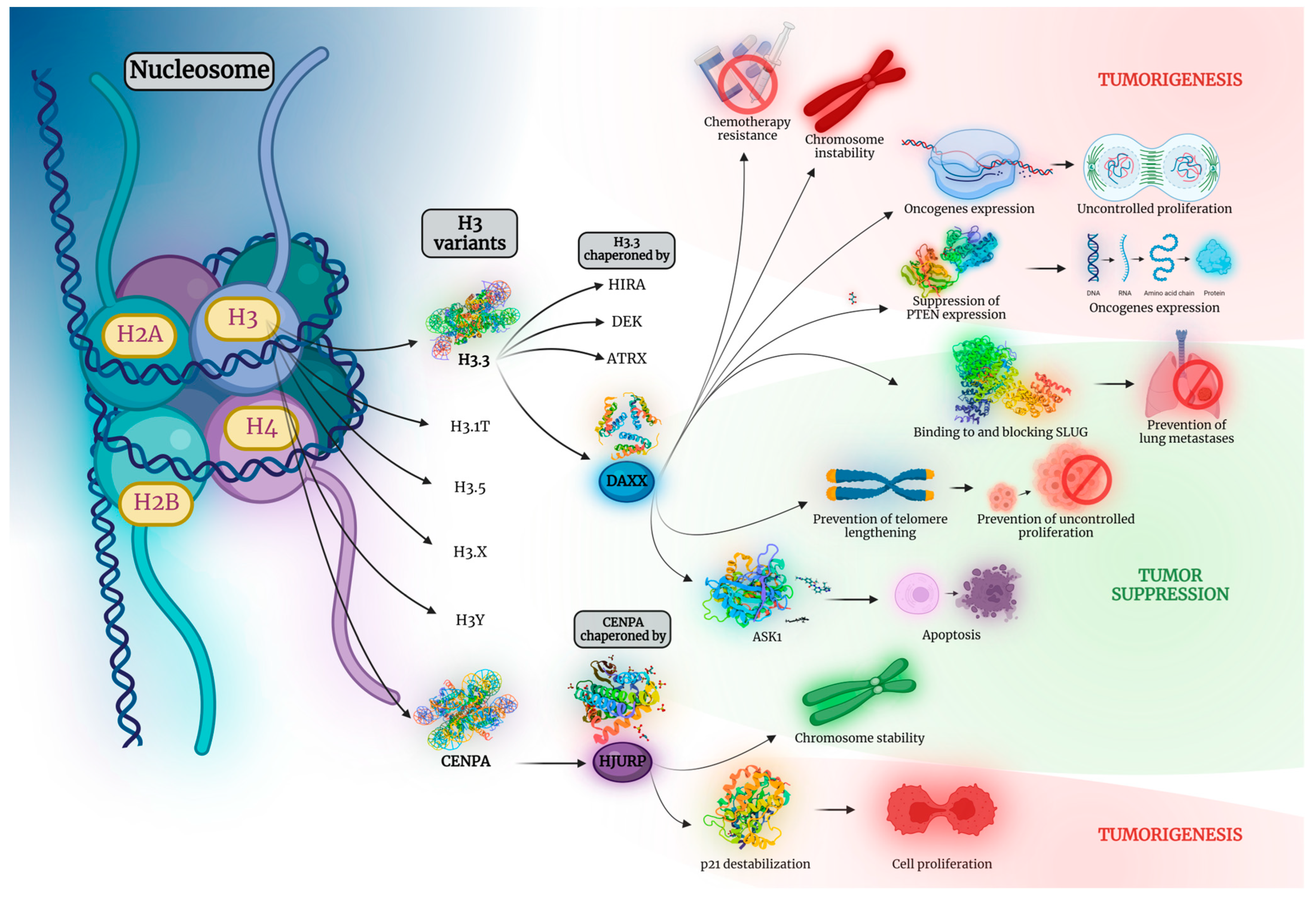 Cancers 15 05165 g001 Cancers 15 05165 g001