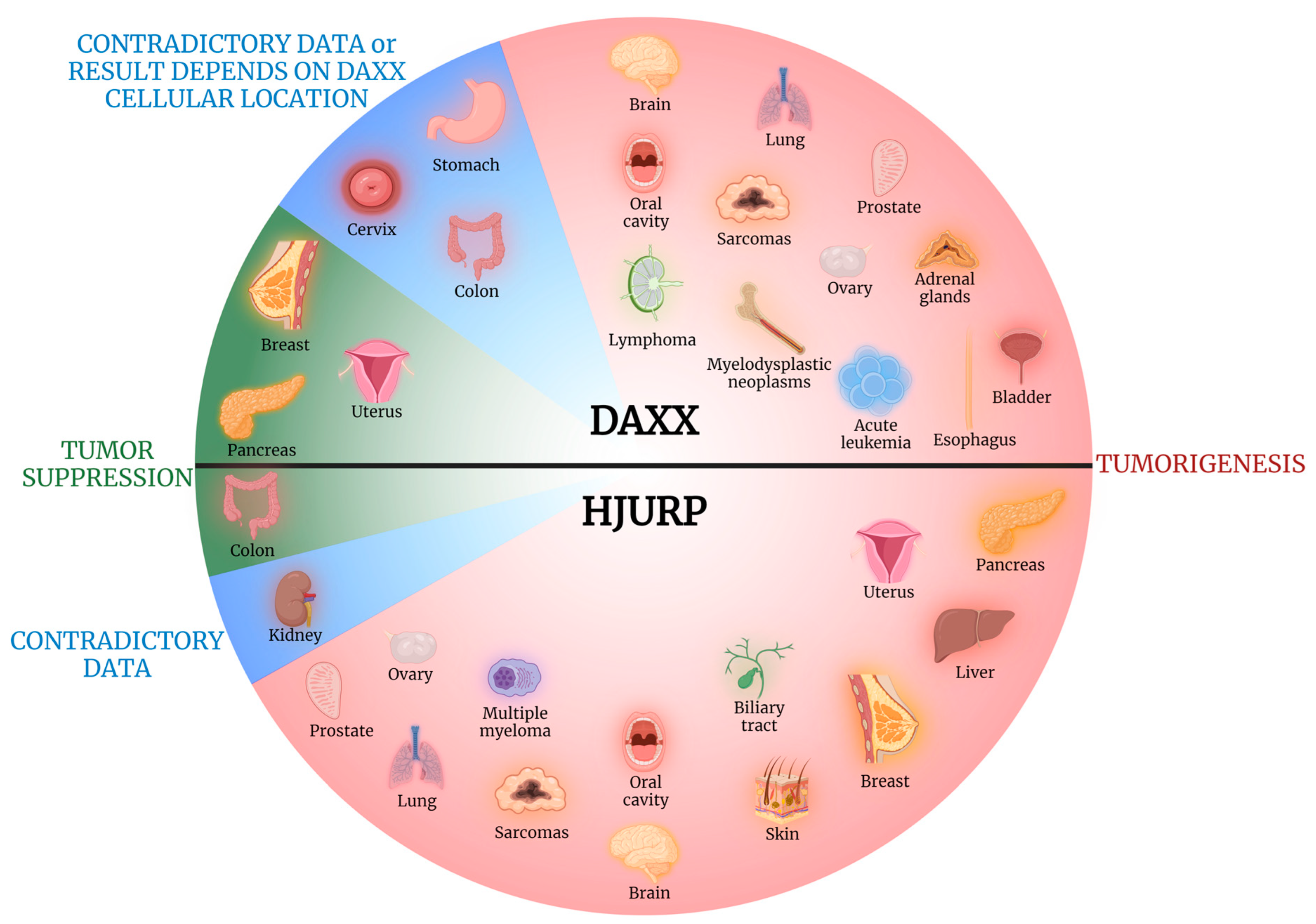 Cancers 15 05165 g002 Cancers 15 05165 g002