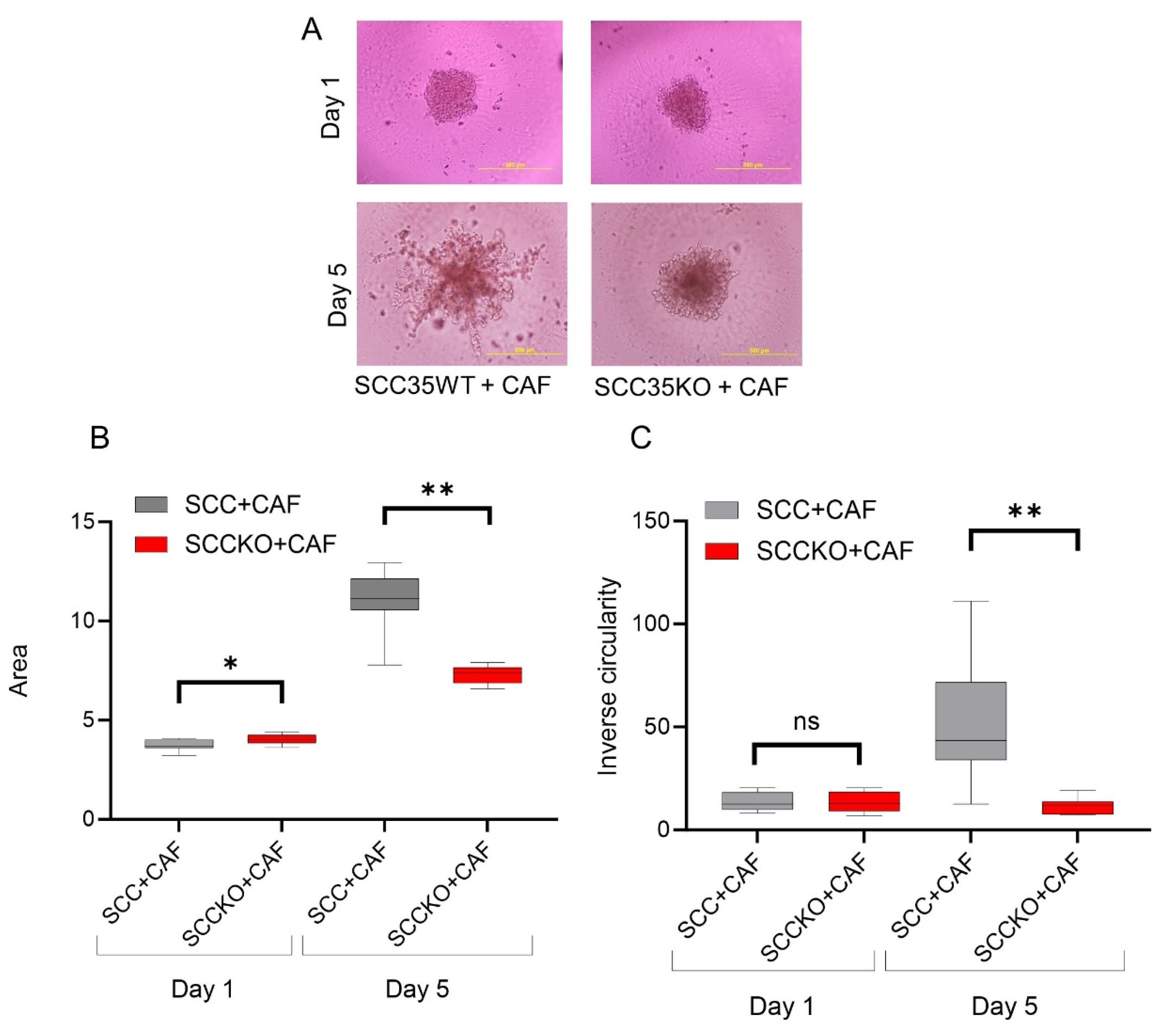 Cancers 15 05168 g003