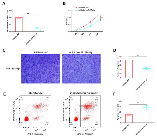 The Mechanism of Oxymatrine Targeting miR-27a-3p/PPAR-γ