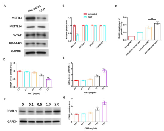 The Mechanism of Oxymatrine Targeting miR-27a-3p/PPAR-γ