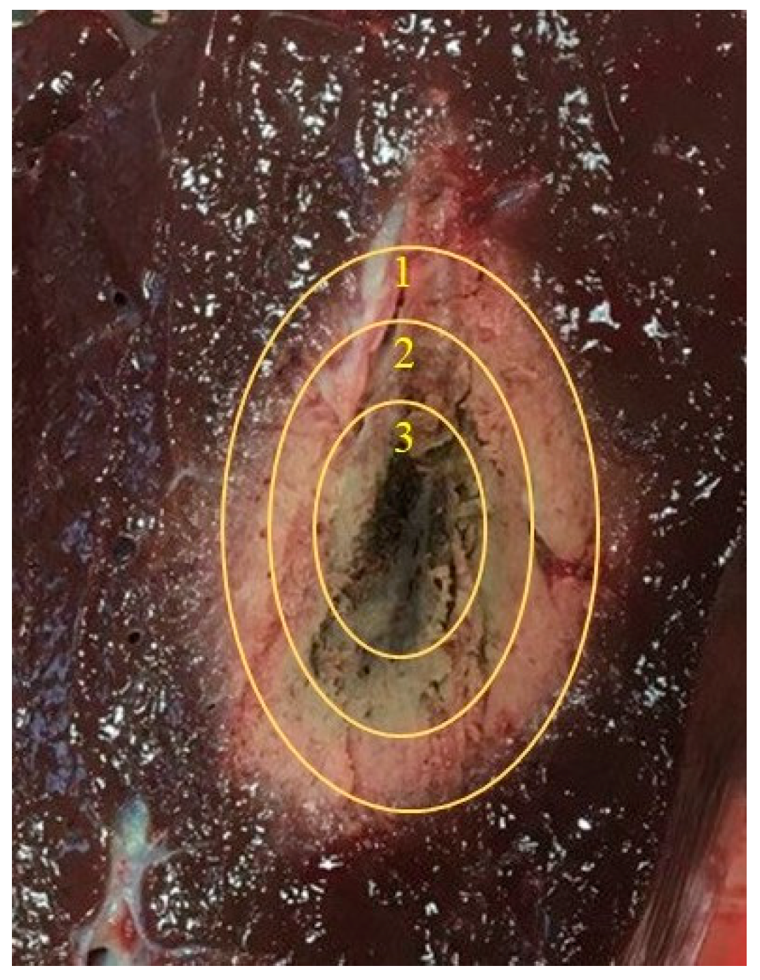 Cancers 15 05230 g006