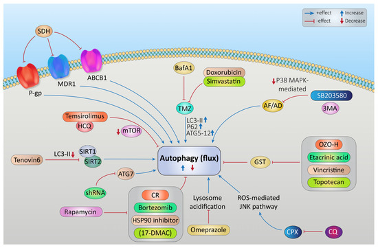 Rhabdomyosarcoma: Current Therapy, Challenges, and Future