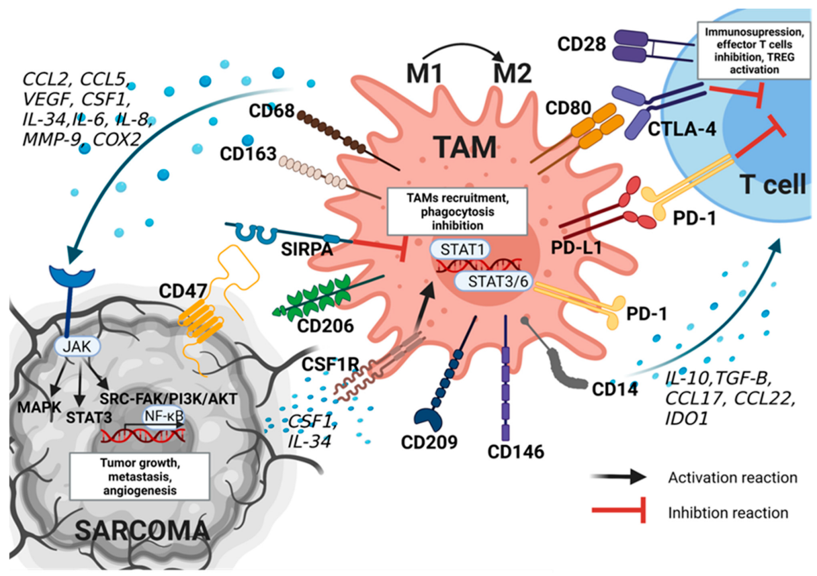Cancers 15 05294 g002