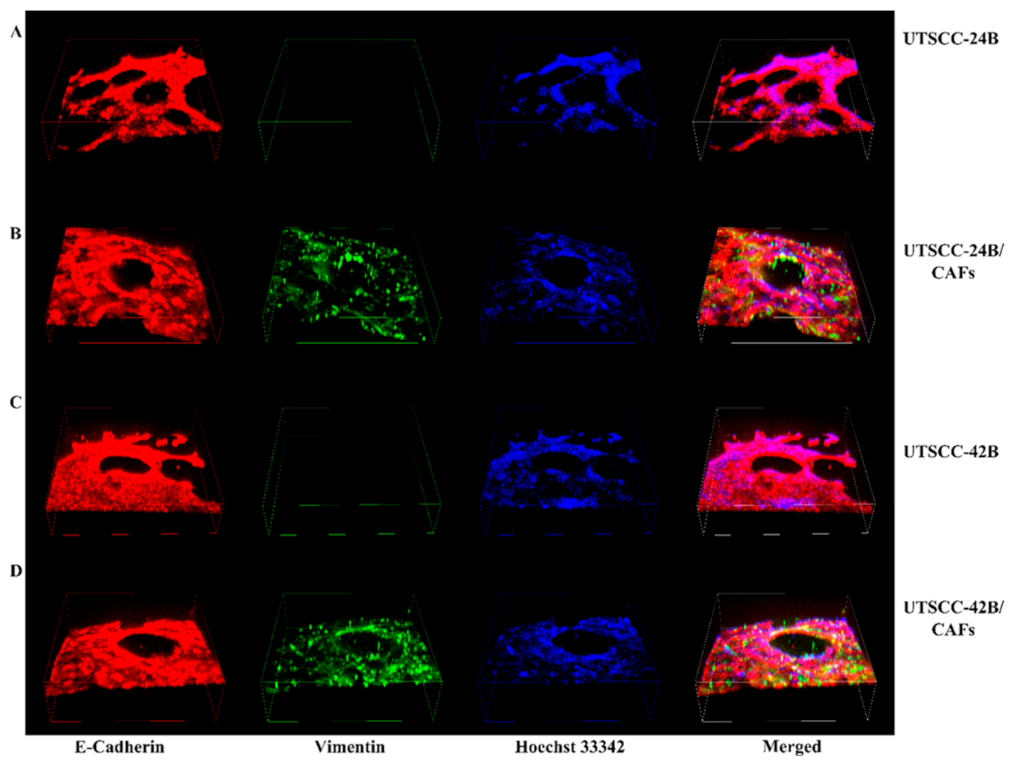 Cancers 15 05320 g004