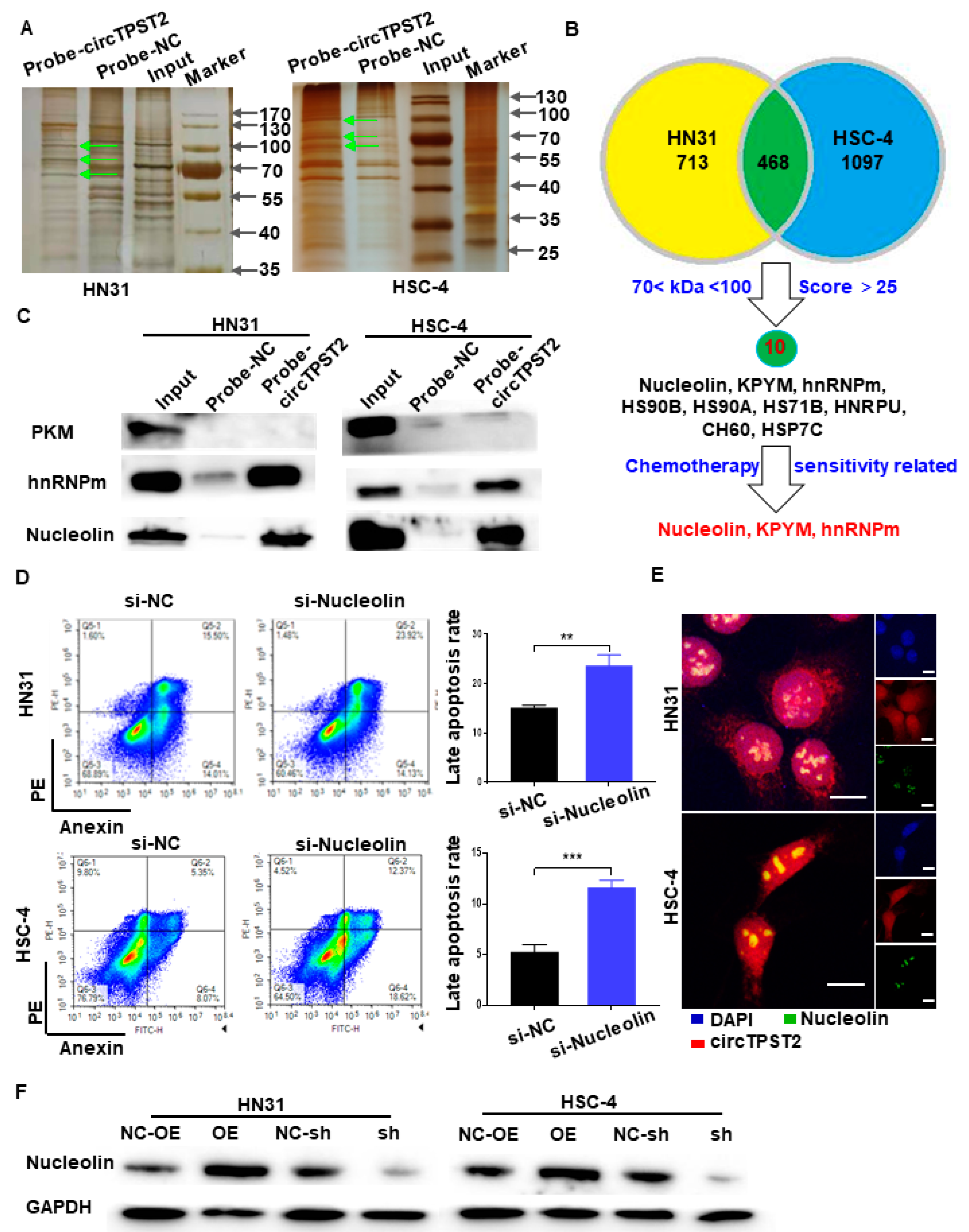 Cancers 15 05351 g004