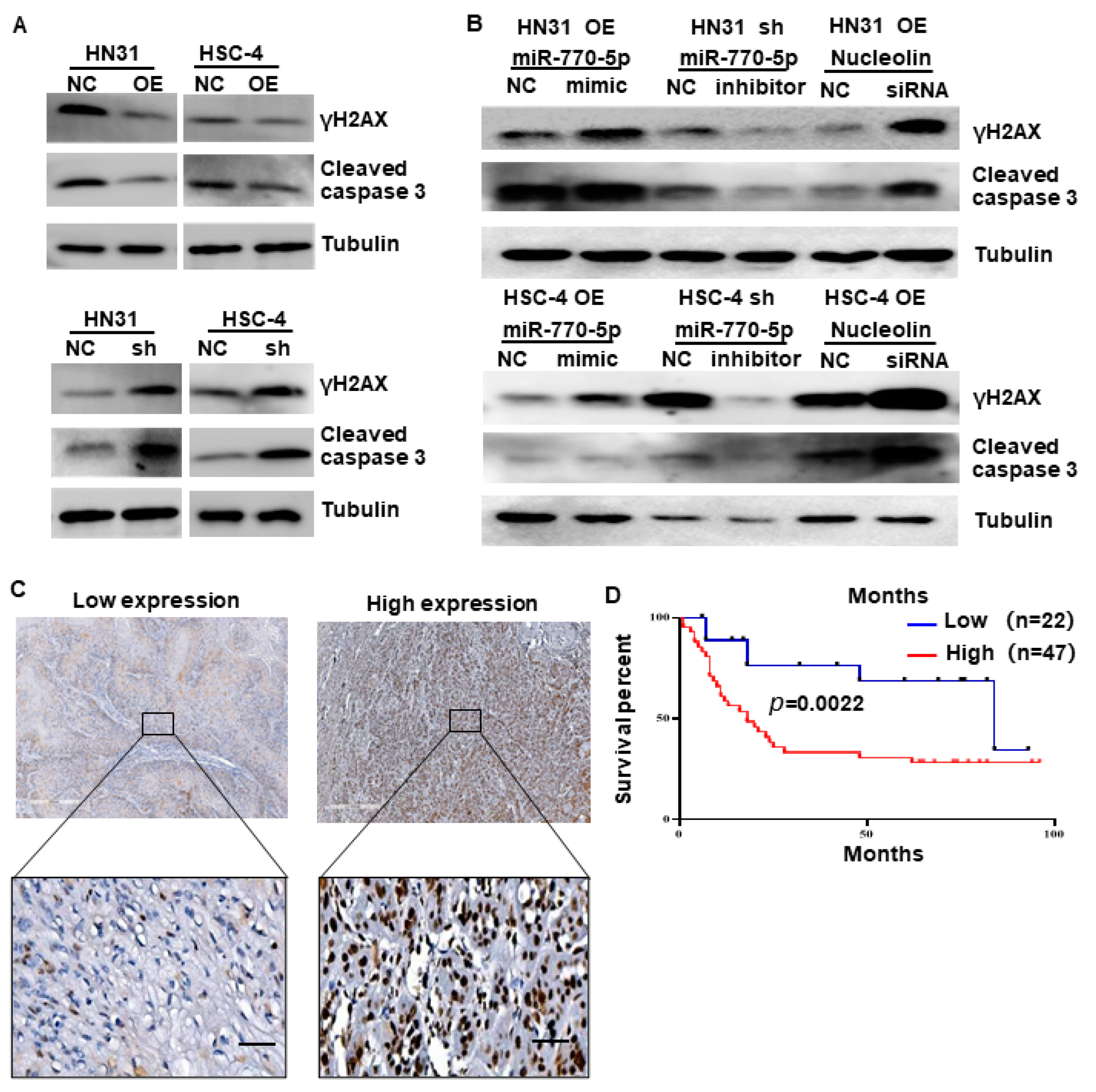 Cancers 15 05351 g005