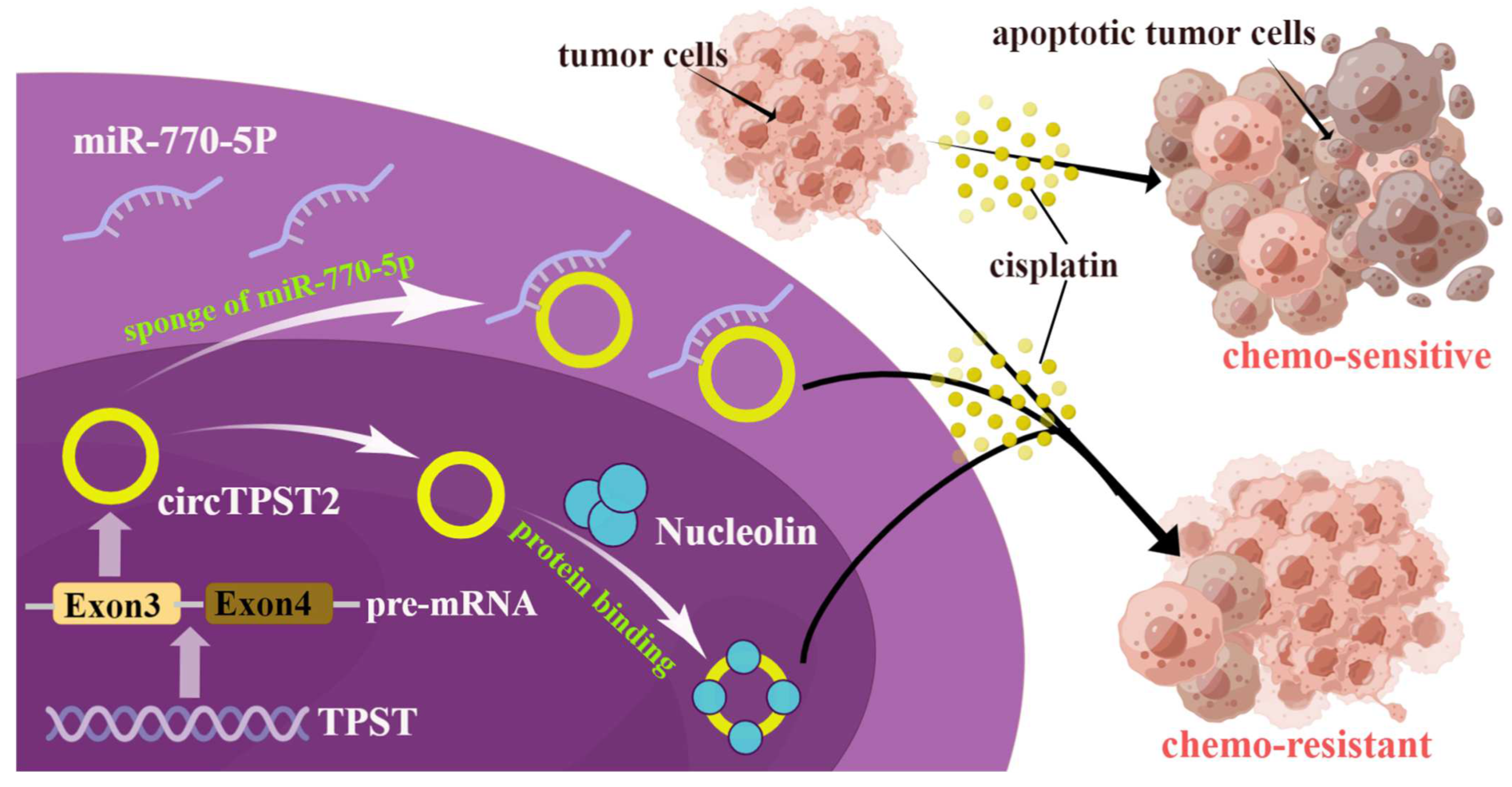 Cancers 15 05351 g006