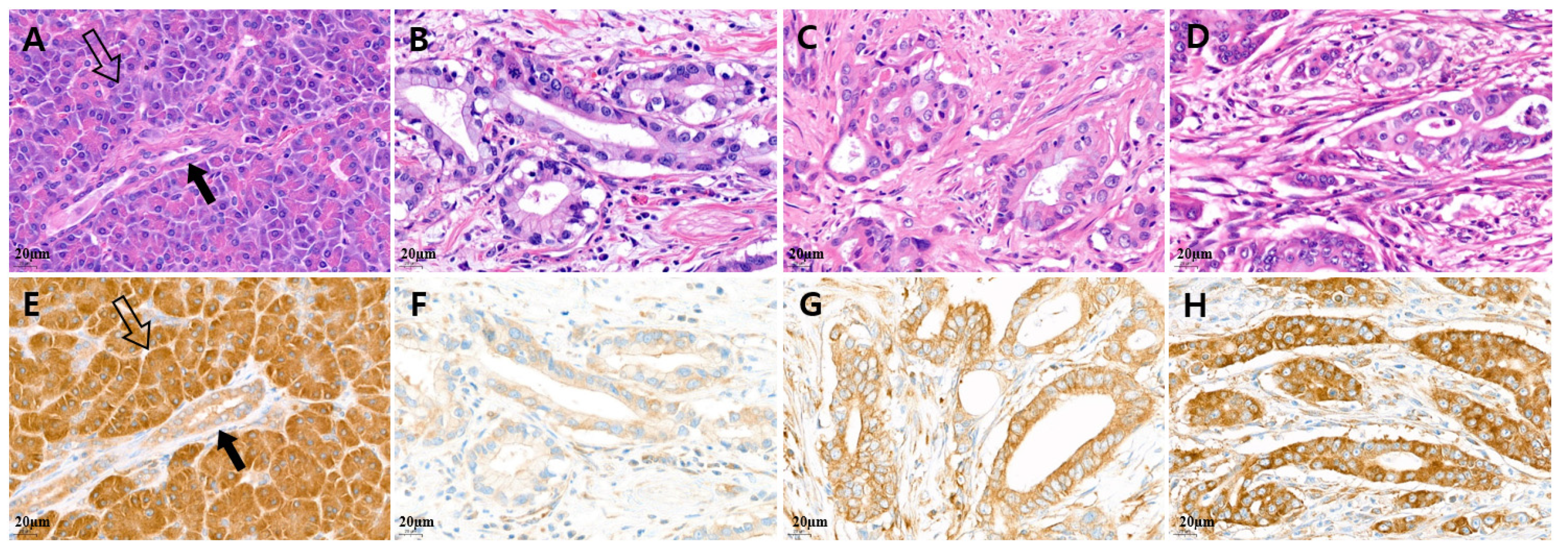 Cancers 15 05413 g001