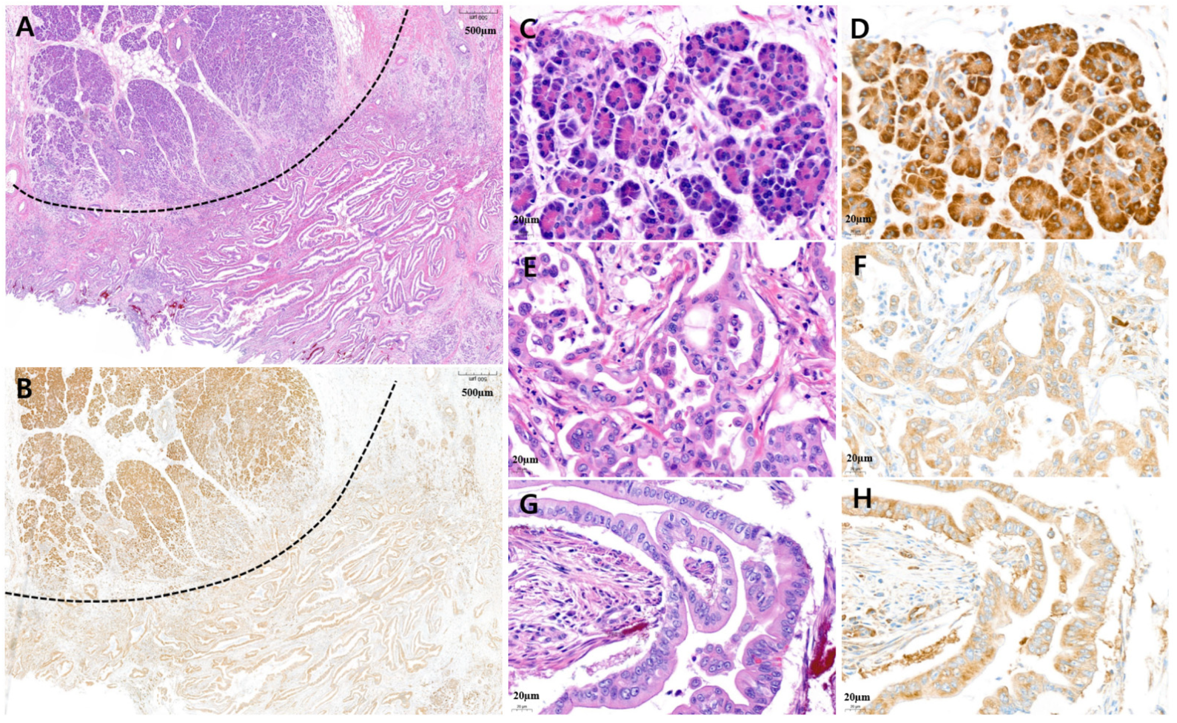 Cancers 15 05413 g002