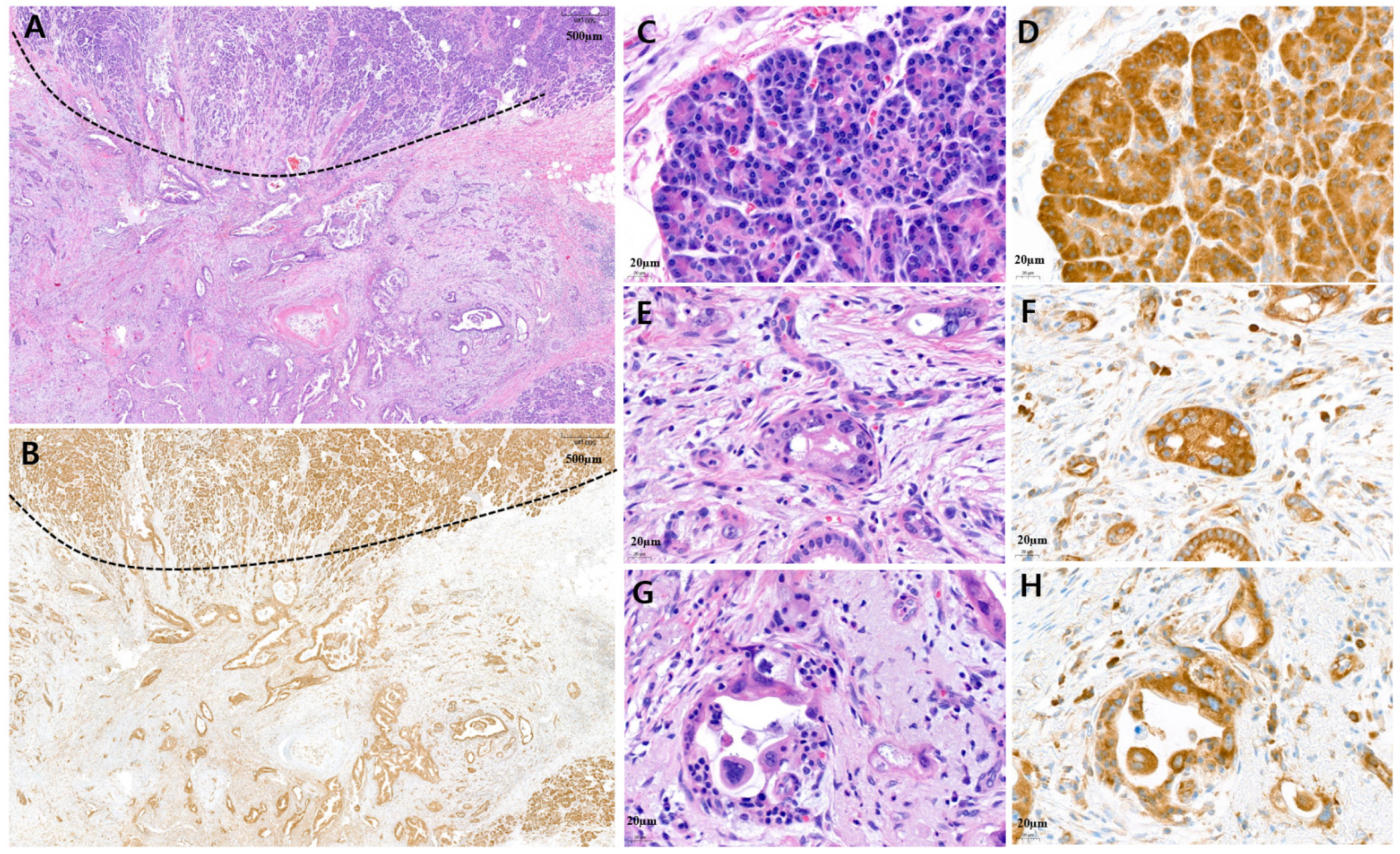 Cancers 15 05413 g003