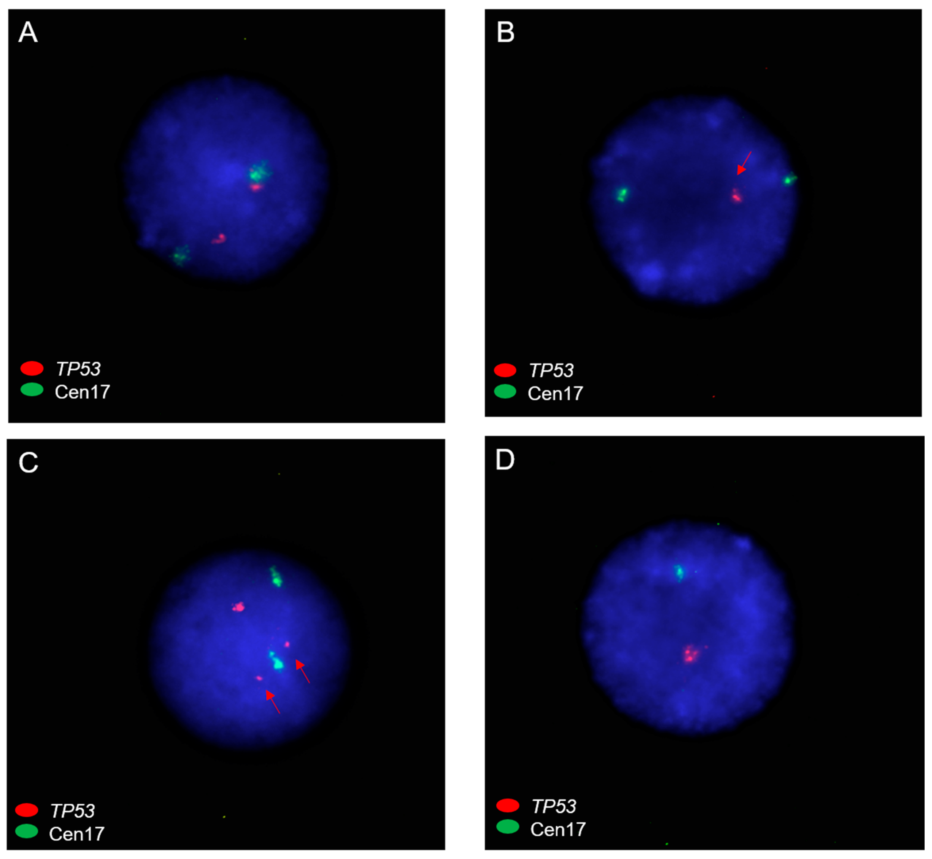 Cancers 15 05439 g006