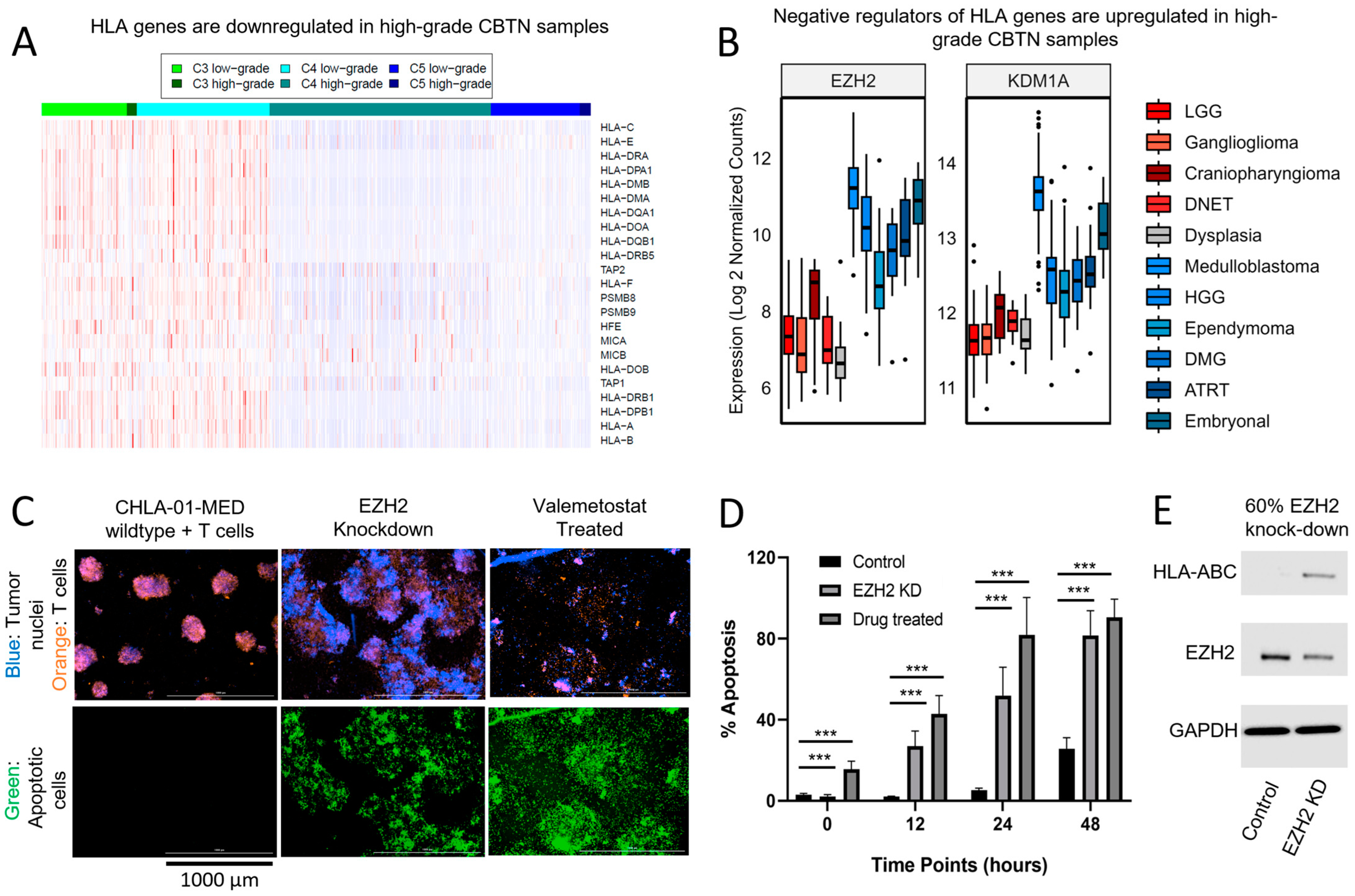 Cancers 15 05455 g004