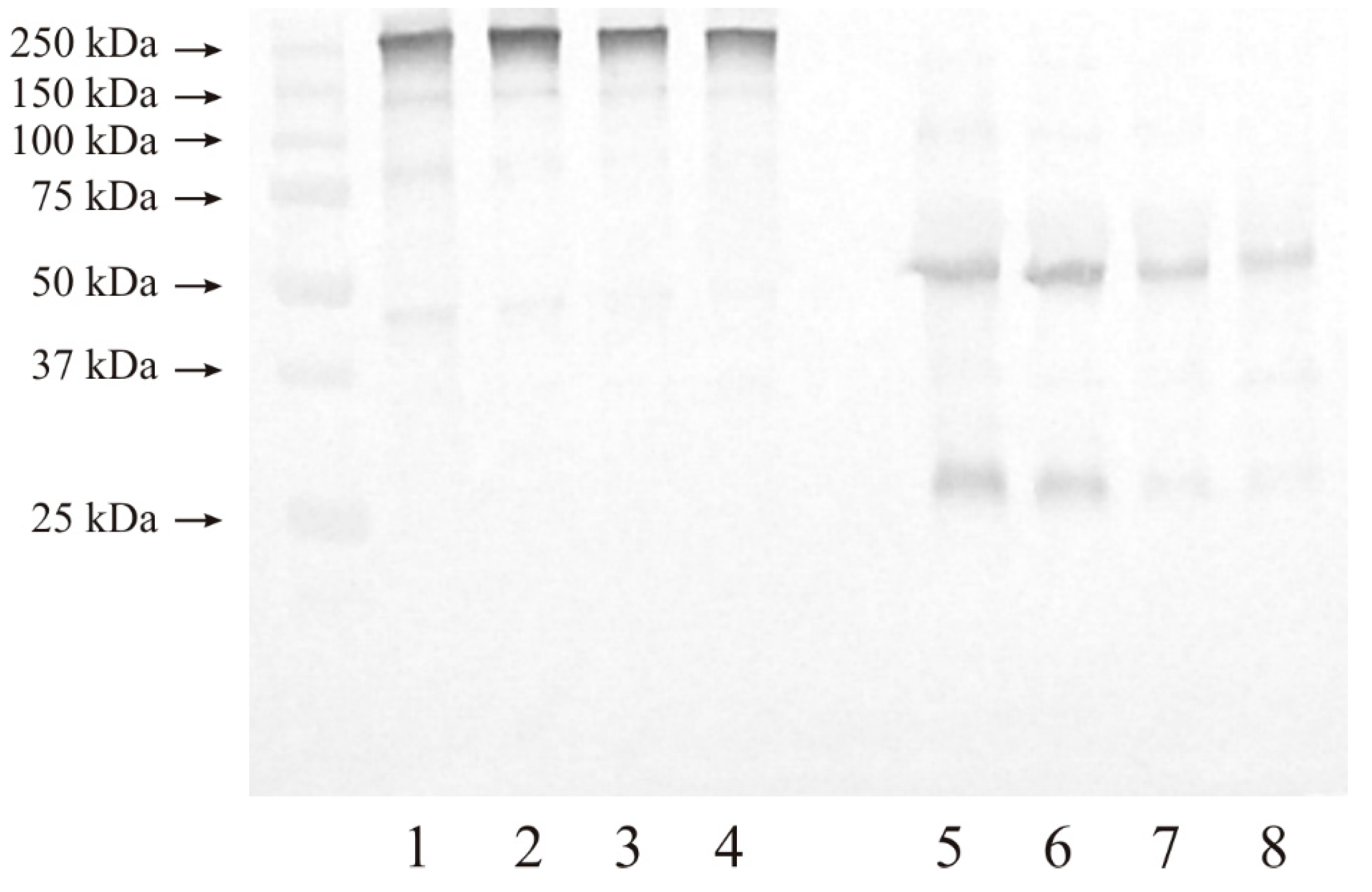 Cancers 15 05475 g004