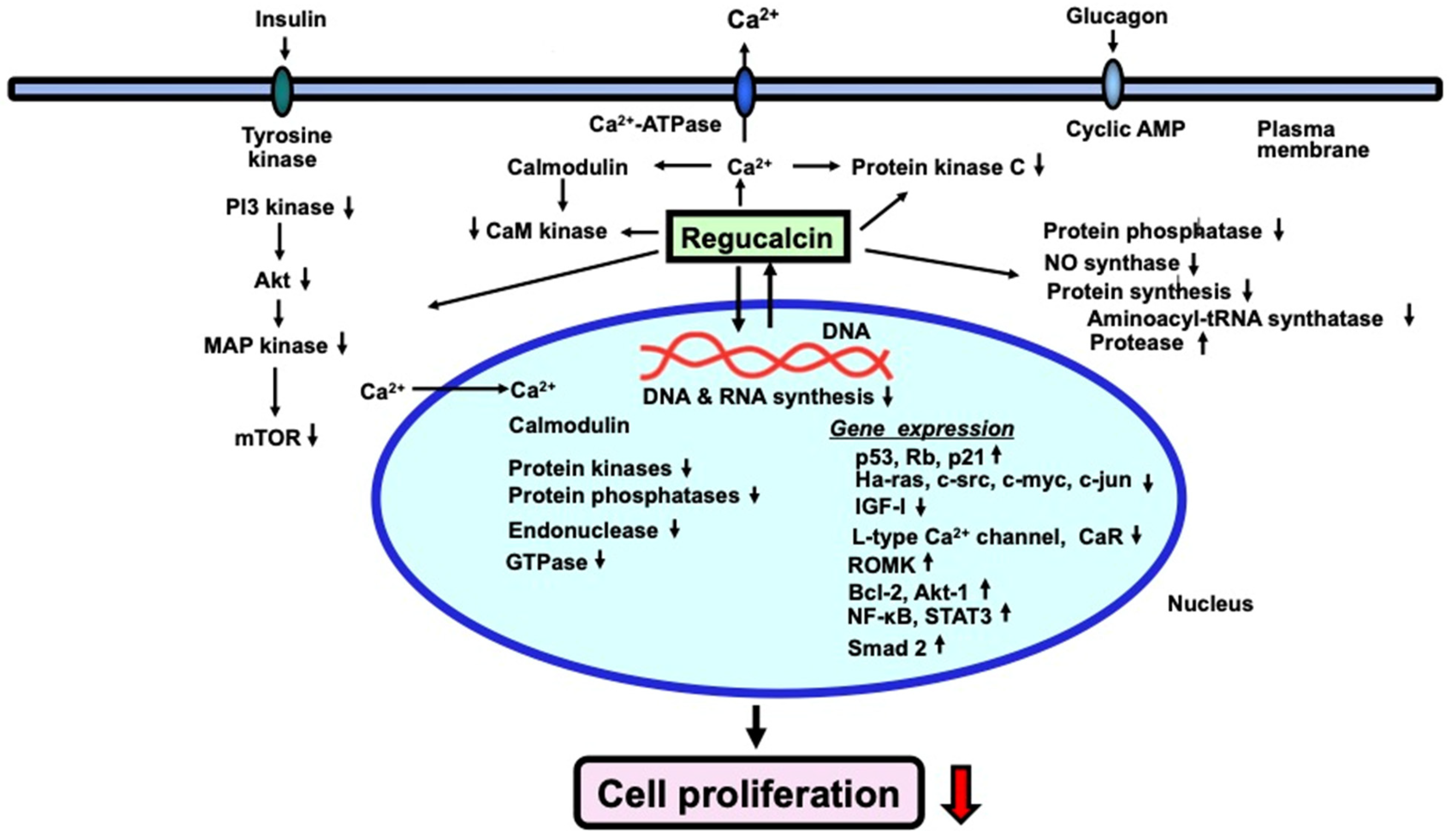 Cancers 15 05489 g002 Cancers 15 05489 g002