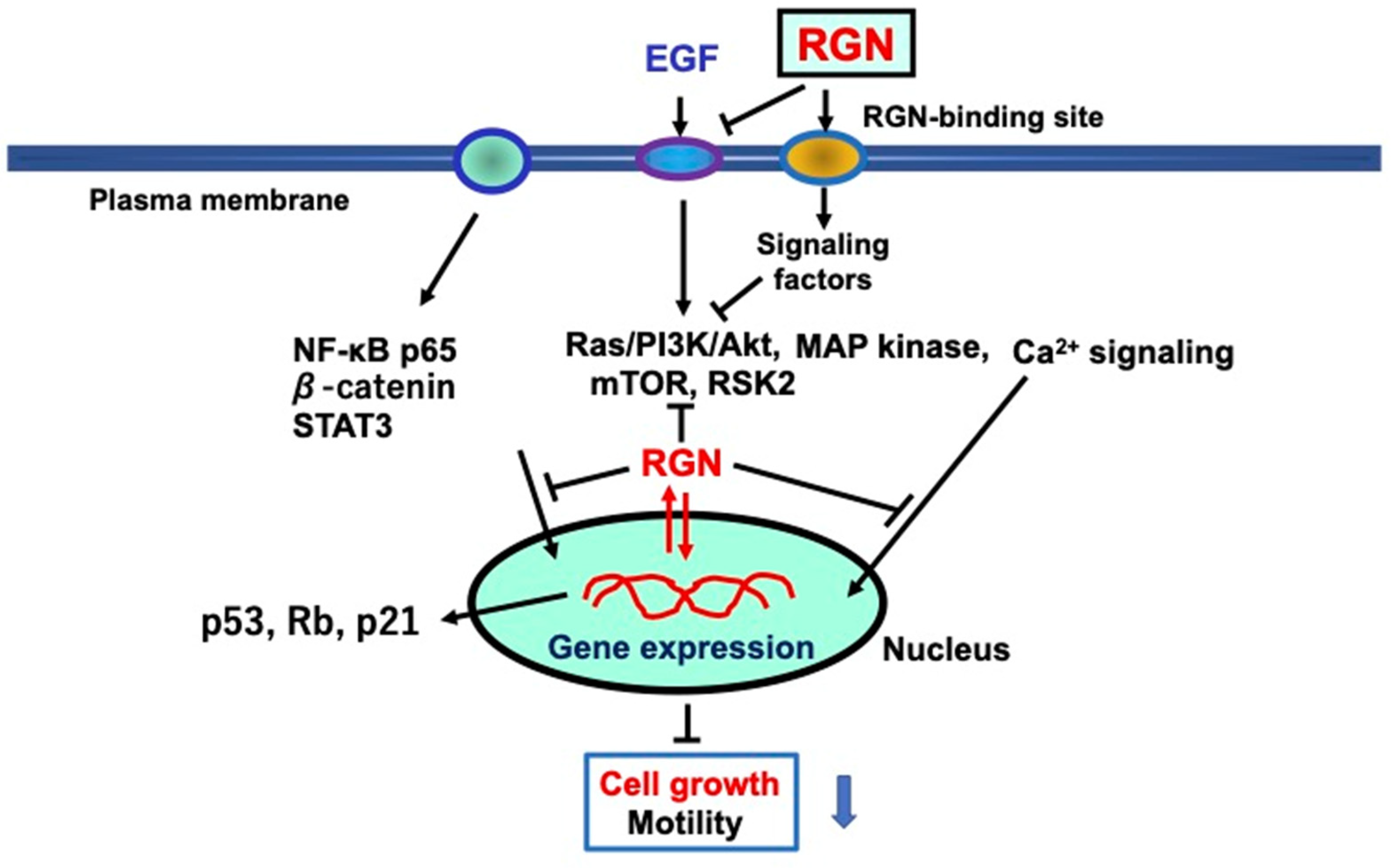 Cancers 15 05489 g004 Cancers 15 05489 g004