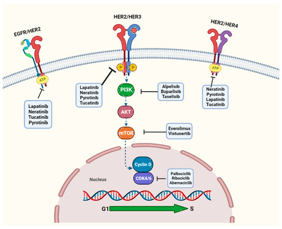Unlocking New Avenues in Breast Cancer Biology Diagrams