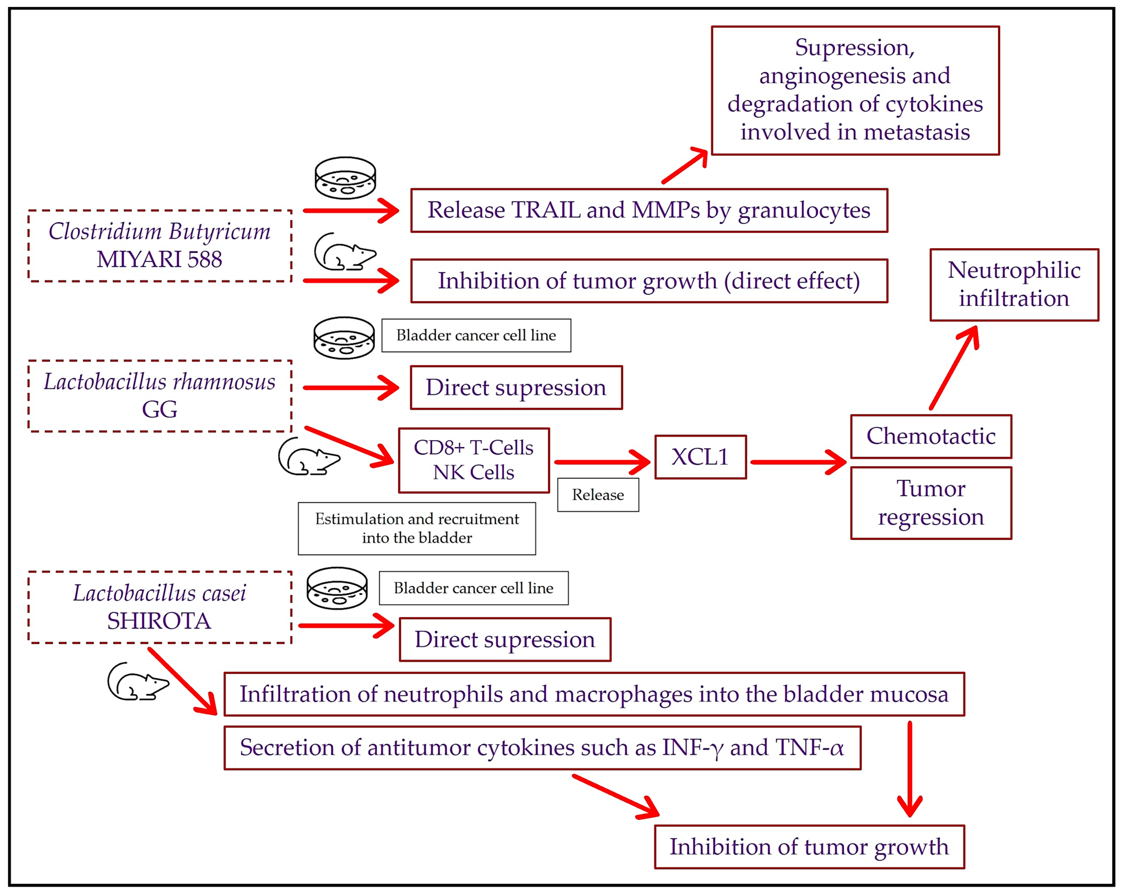 Cancers 15 05551 g001