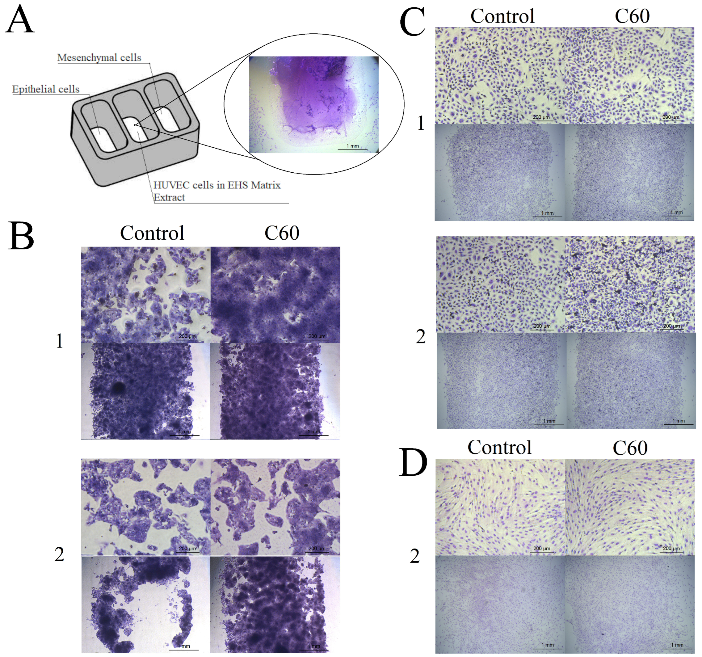 Cancers 15 05553 g004