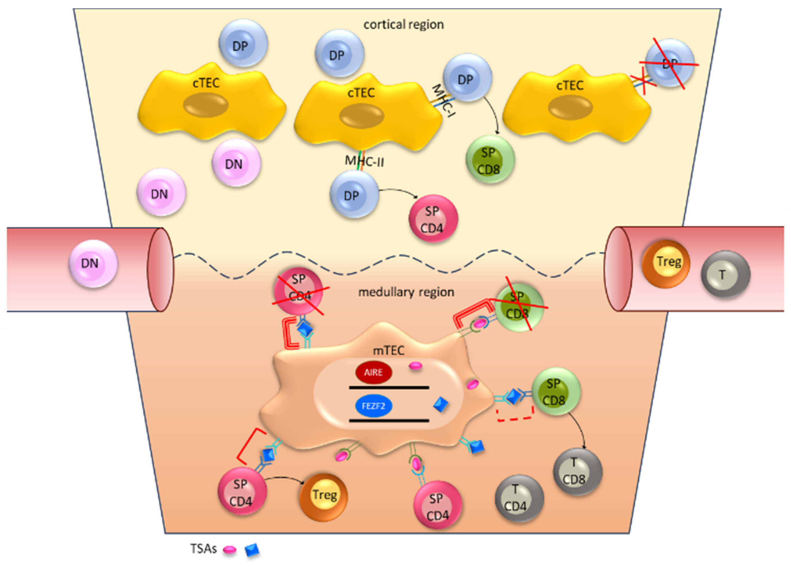 Cancers 15 05574 g001