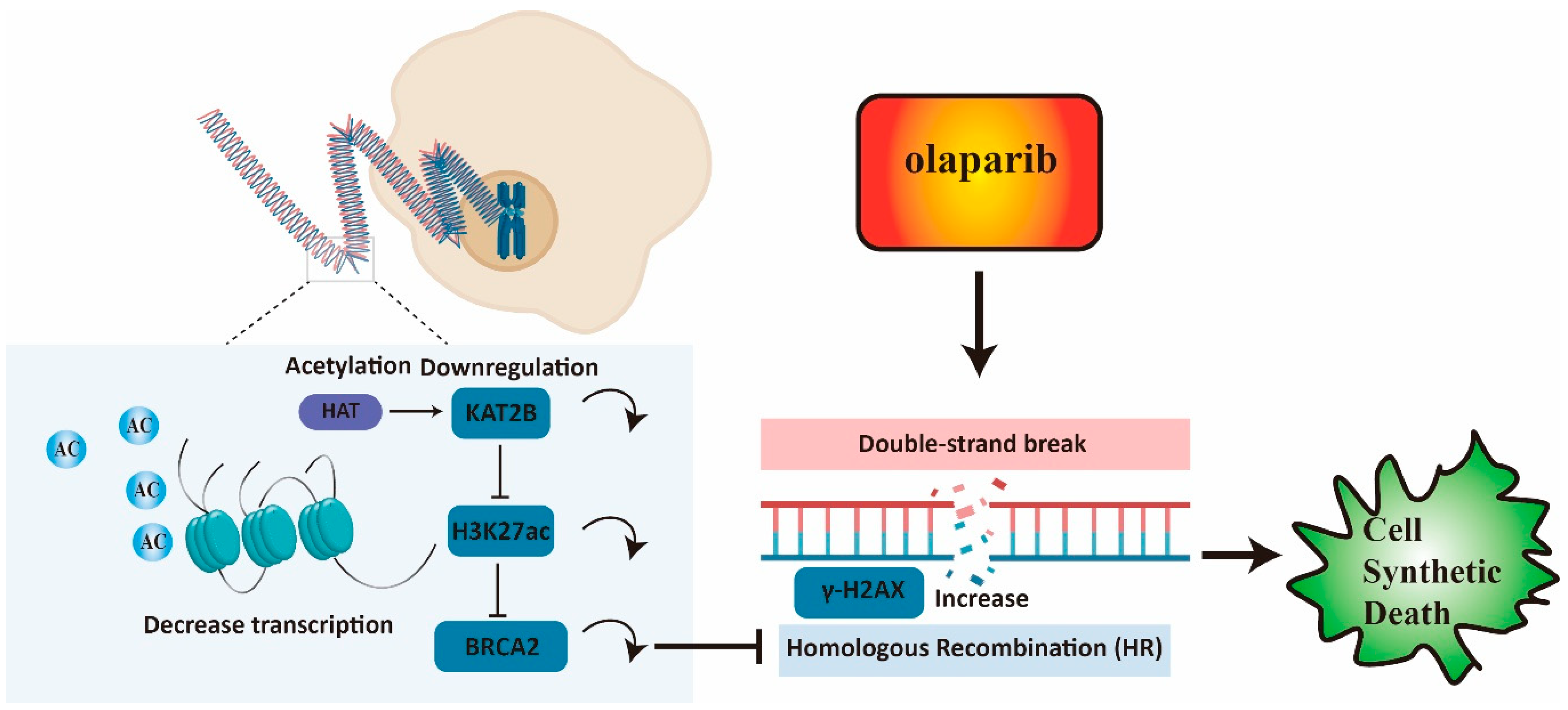 Cancers 15 05580 g007
