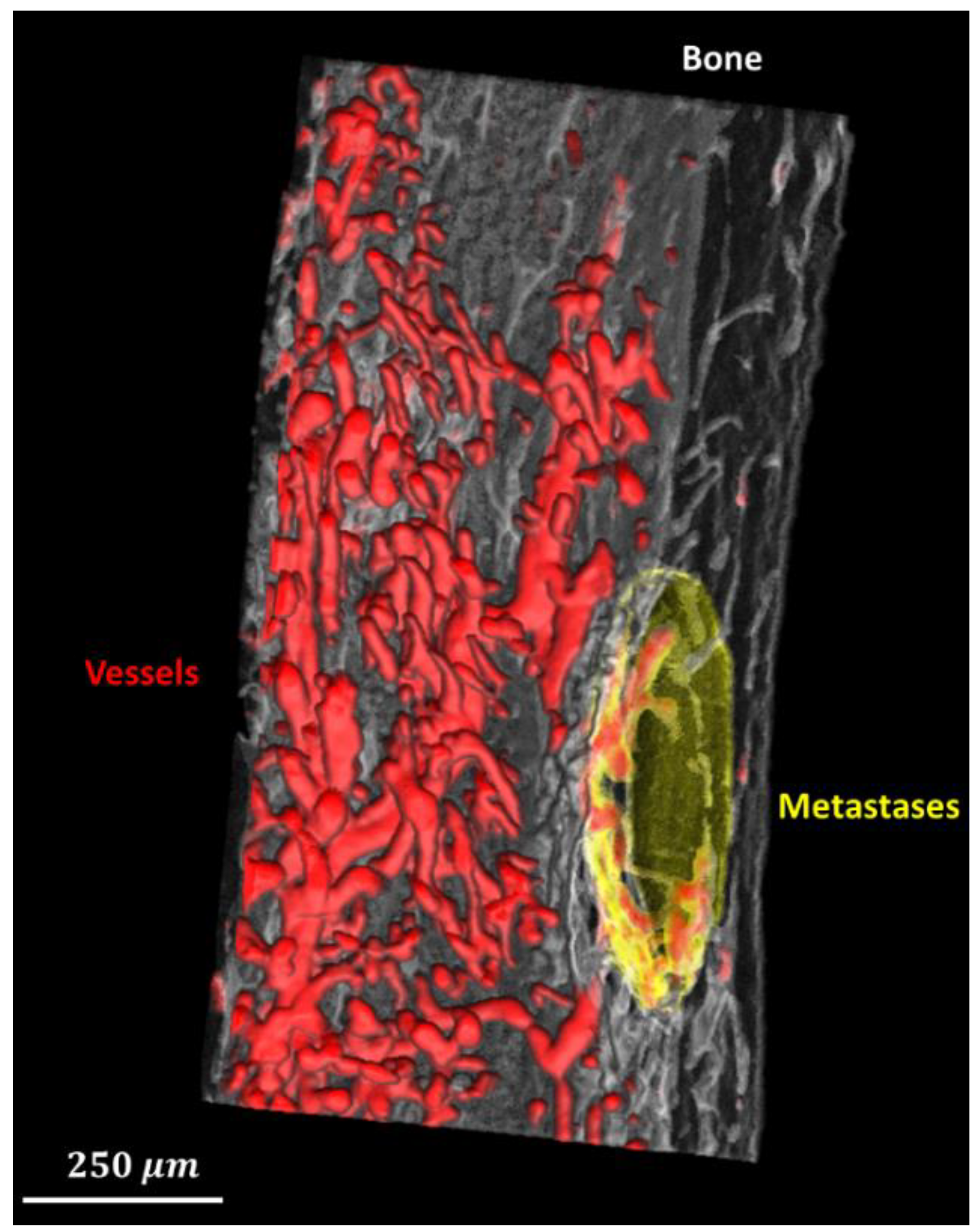 Cancers 15 05609 g004