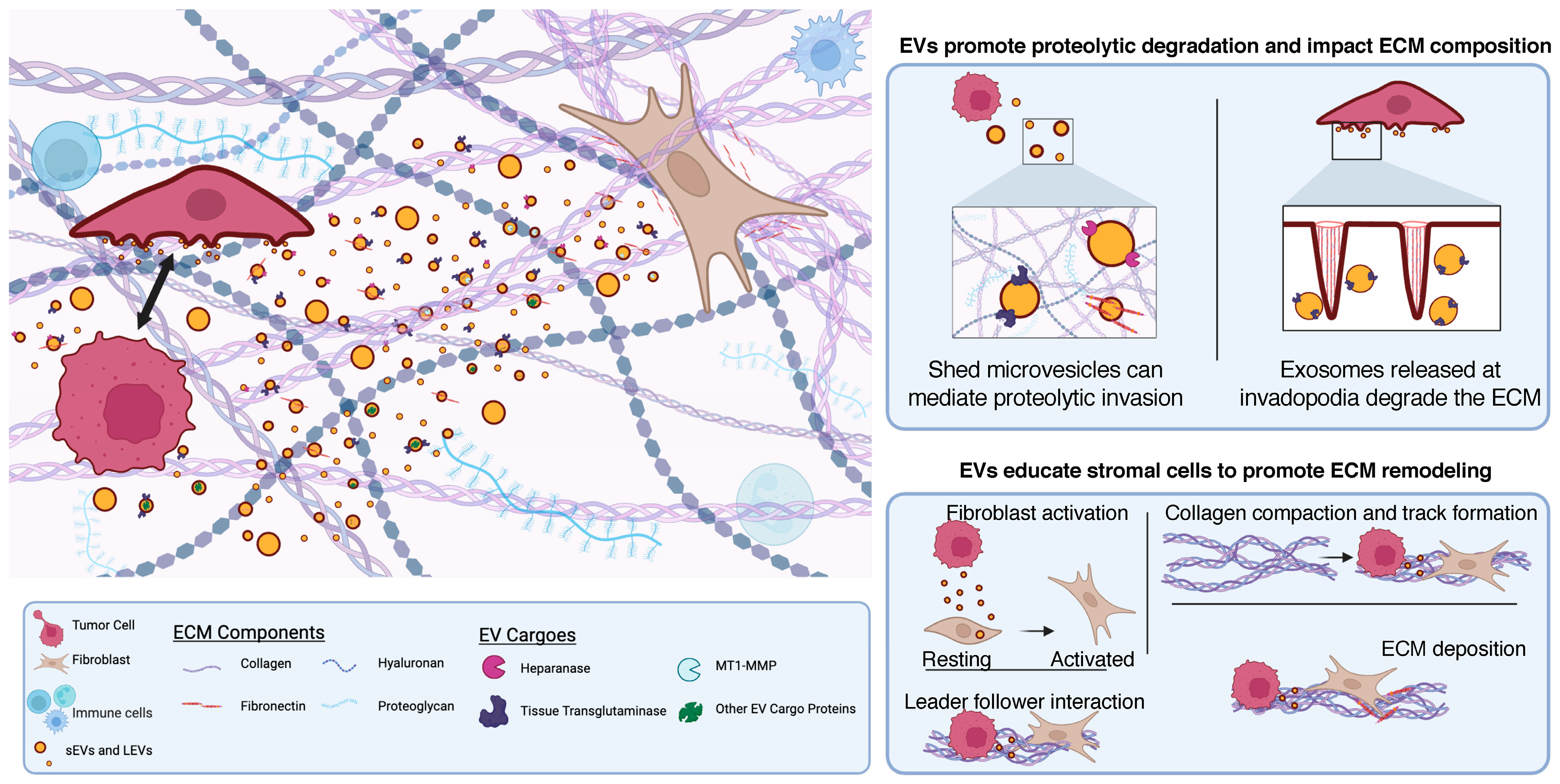 Cancers 15 05617 g001