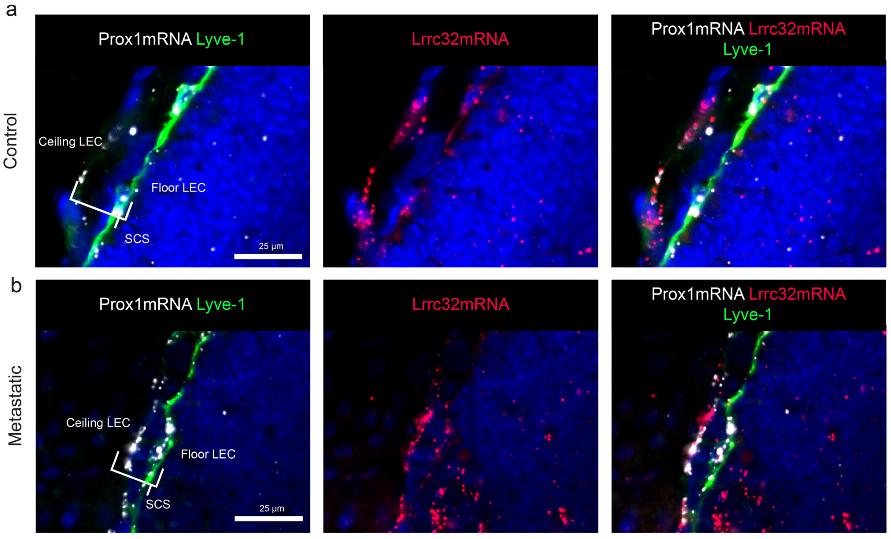 Cancers 15 05621 g007