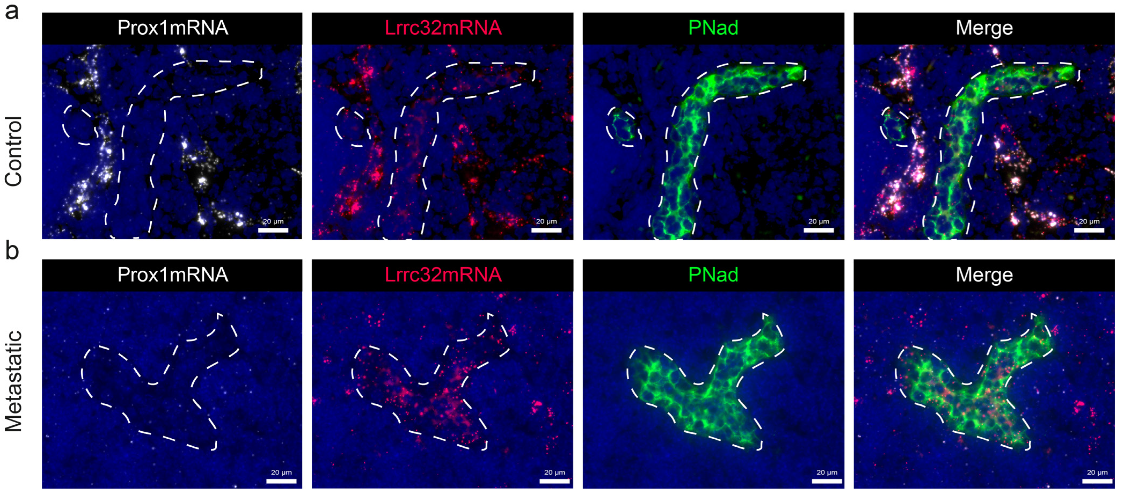 Cancers 15 05621 g008