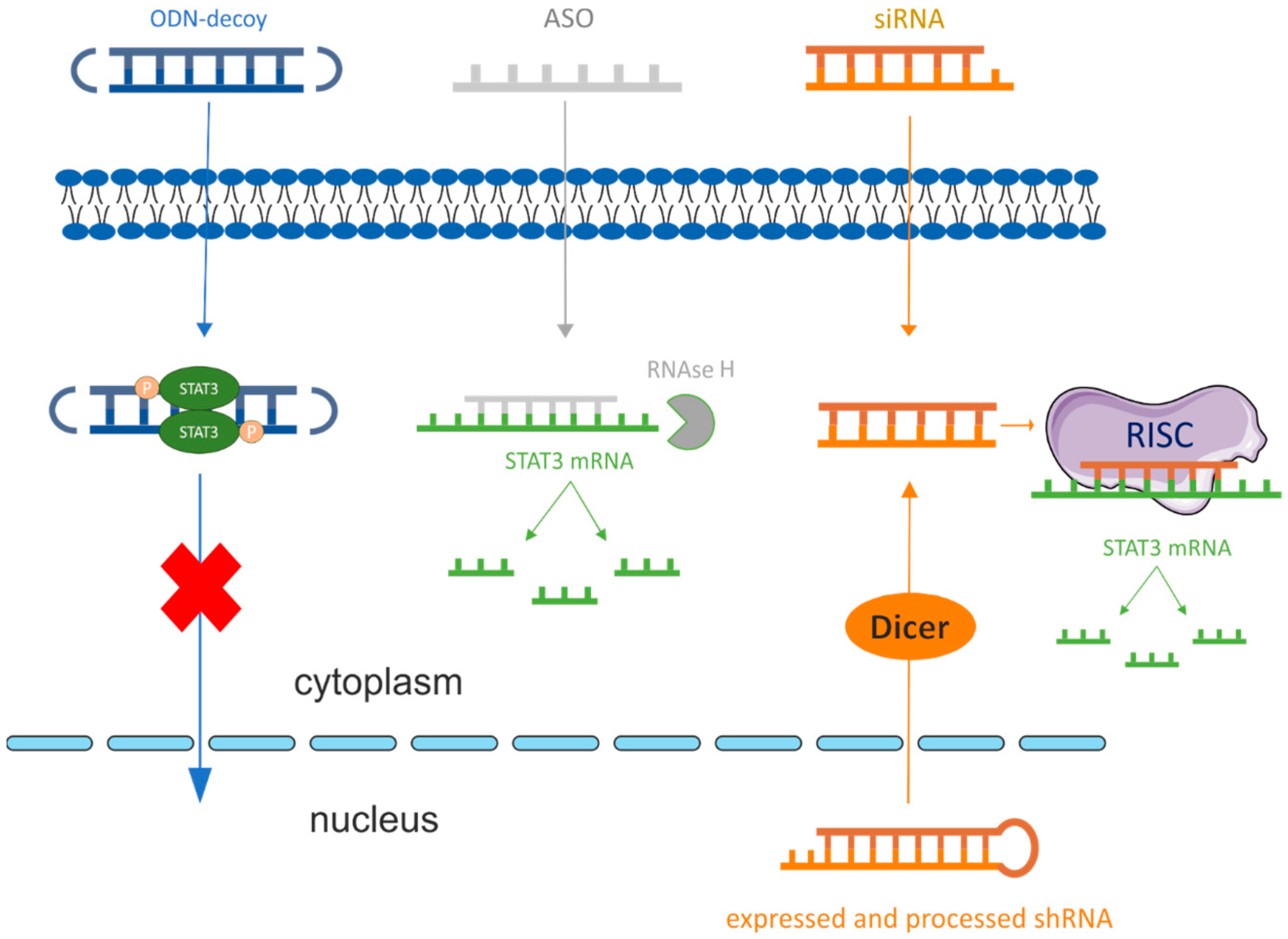 Cancers 15 05647 g003 Cancers 15 05647 g003