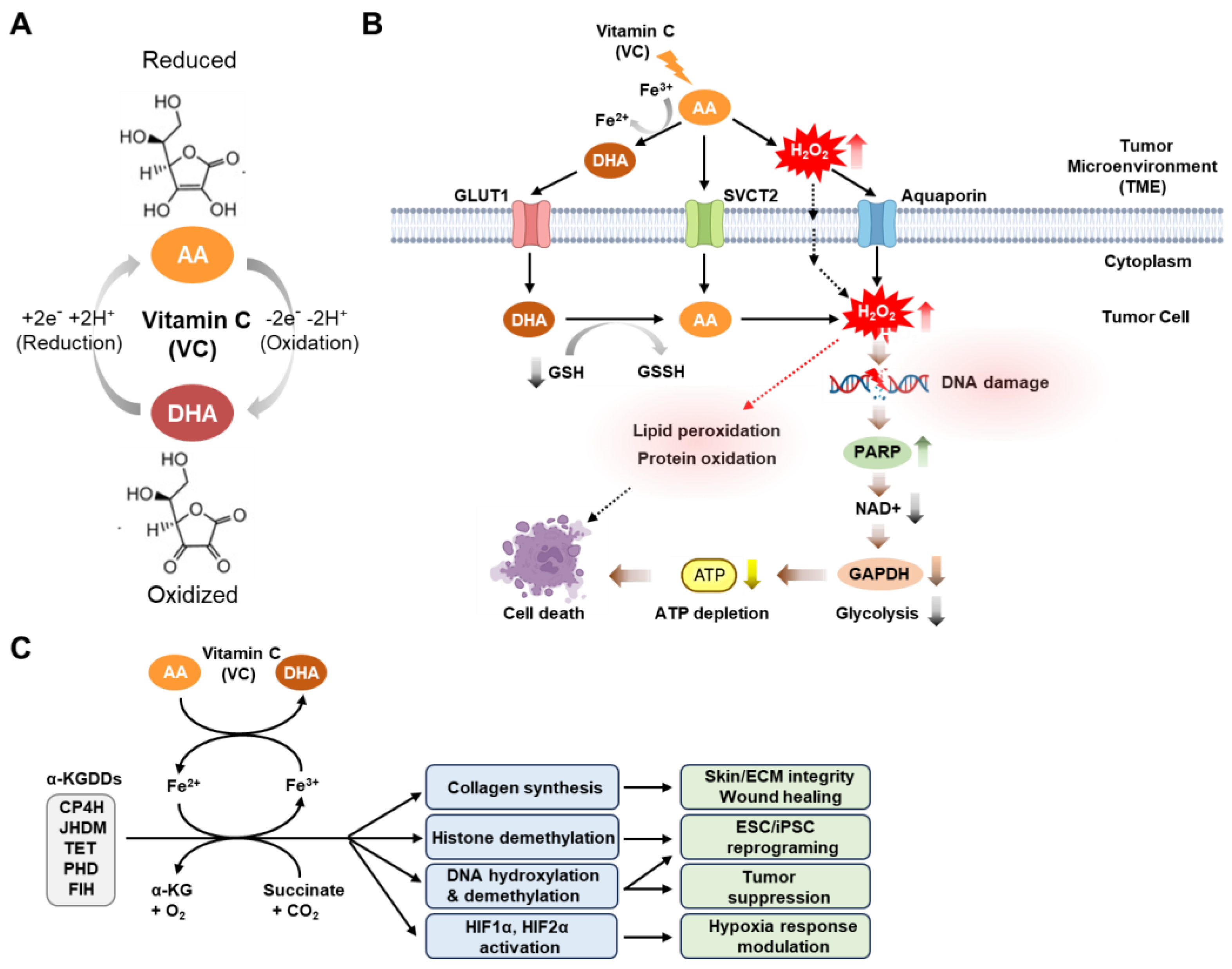 Cancers 15 05657 g001