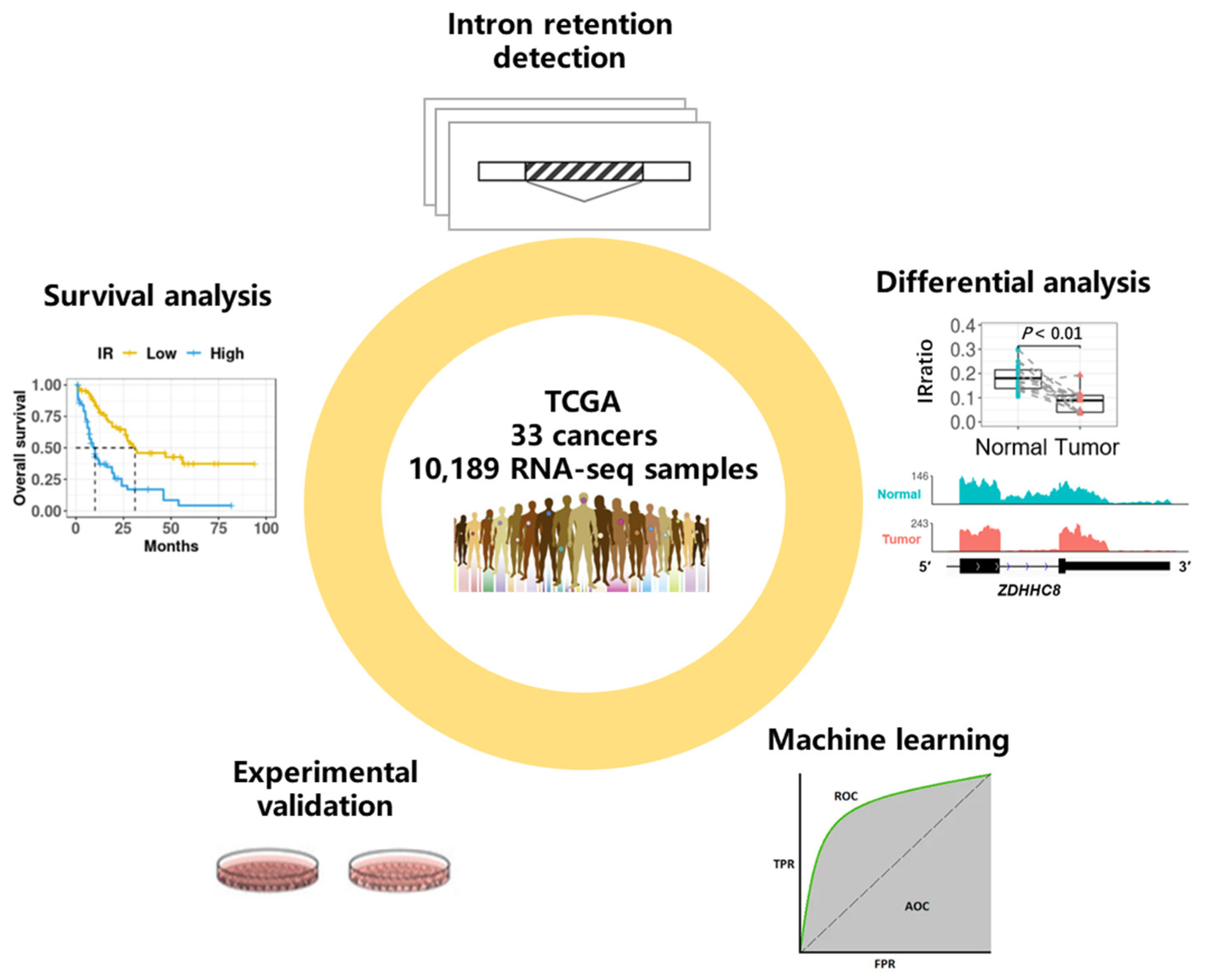 Cancers 15 05689 g001