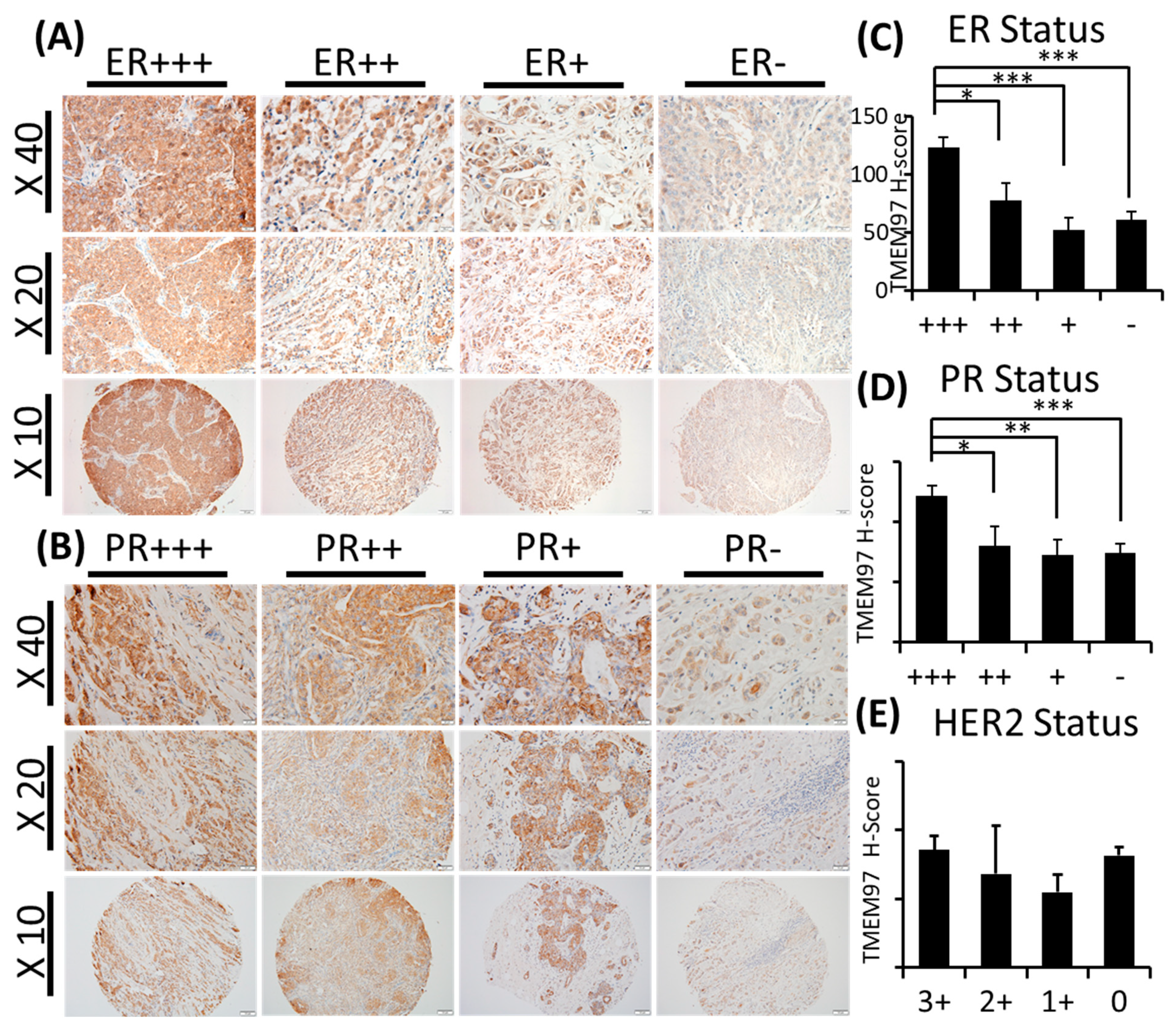 Cancers 15 05691 g001a Cancers 15 05691 g001a